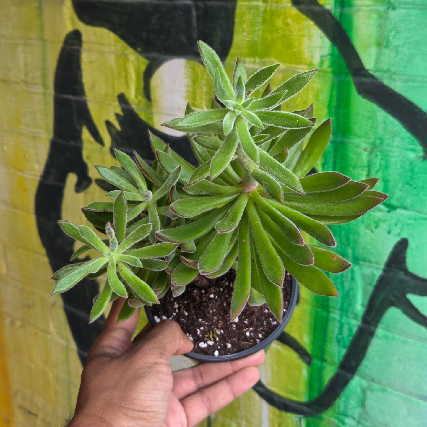 5" Echeveria Harmsii