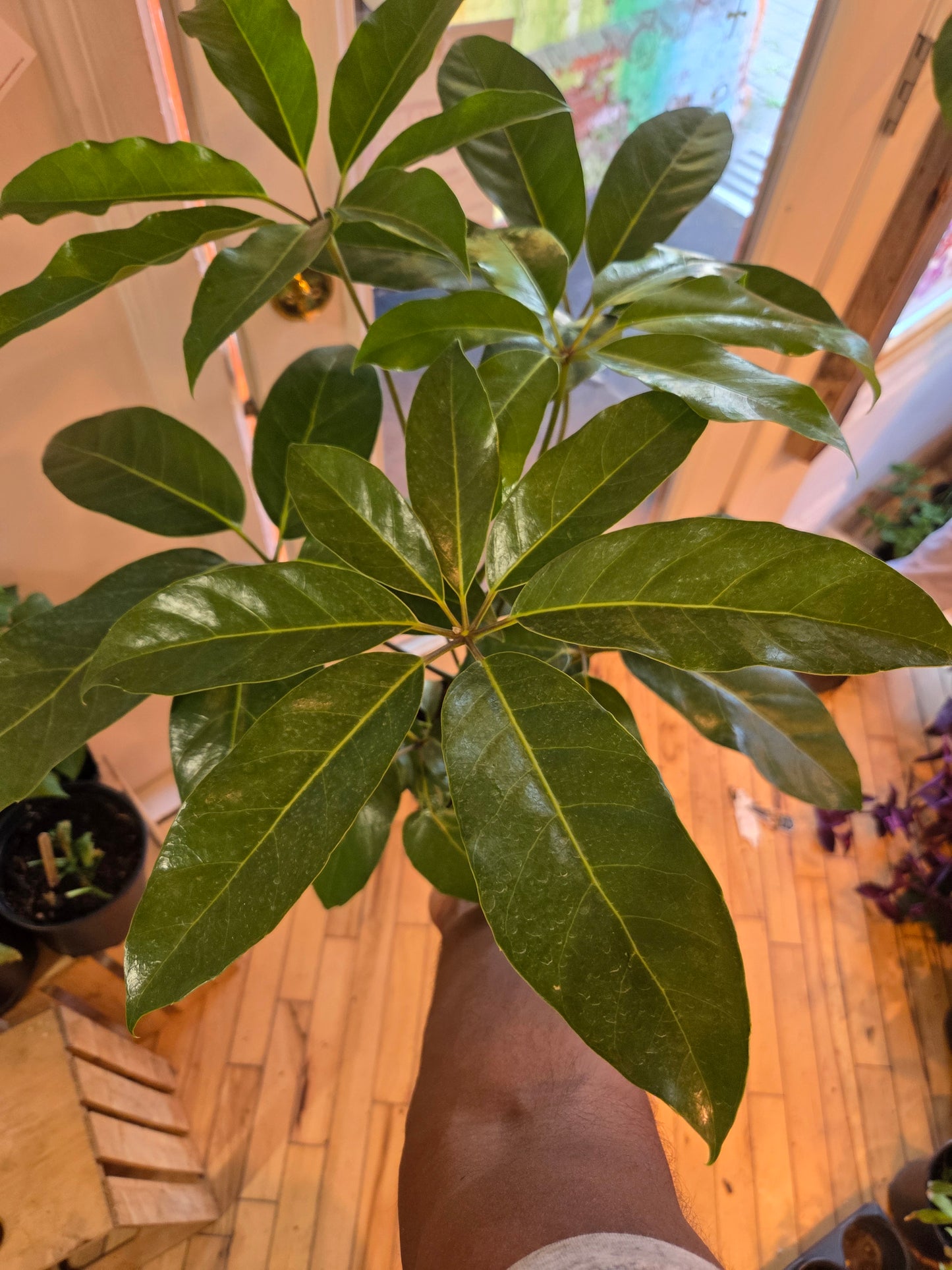 6" Schefflera Amate