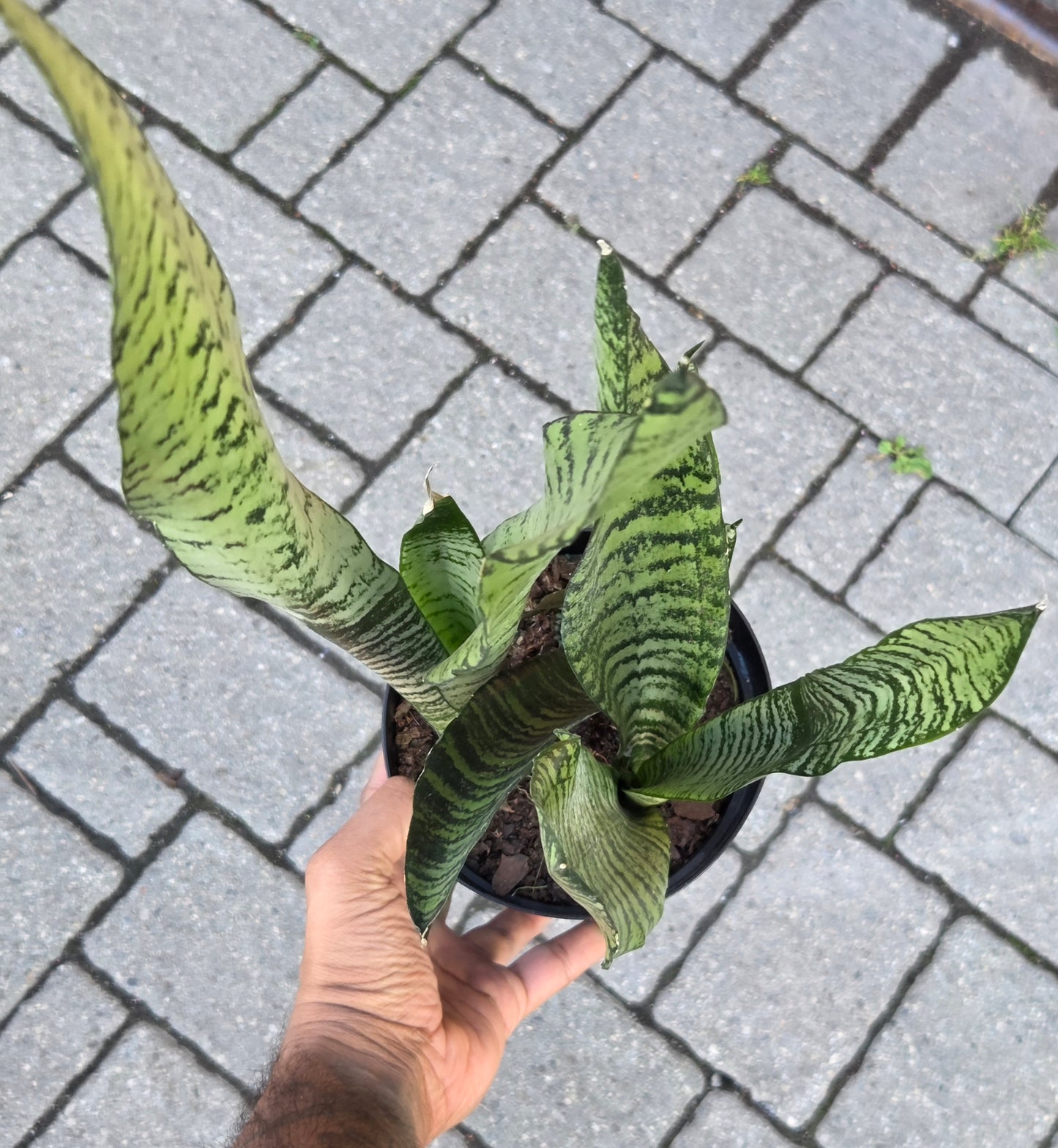 6" Sansevieria Zeylanica