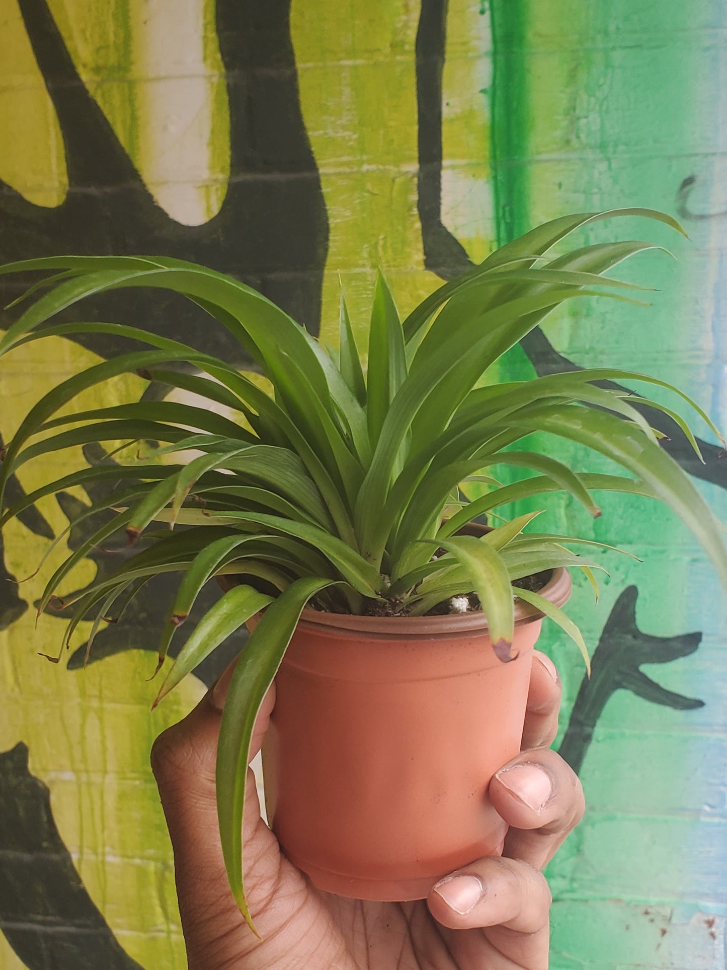 3.5" Spider Plant Green