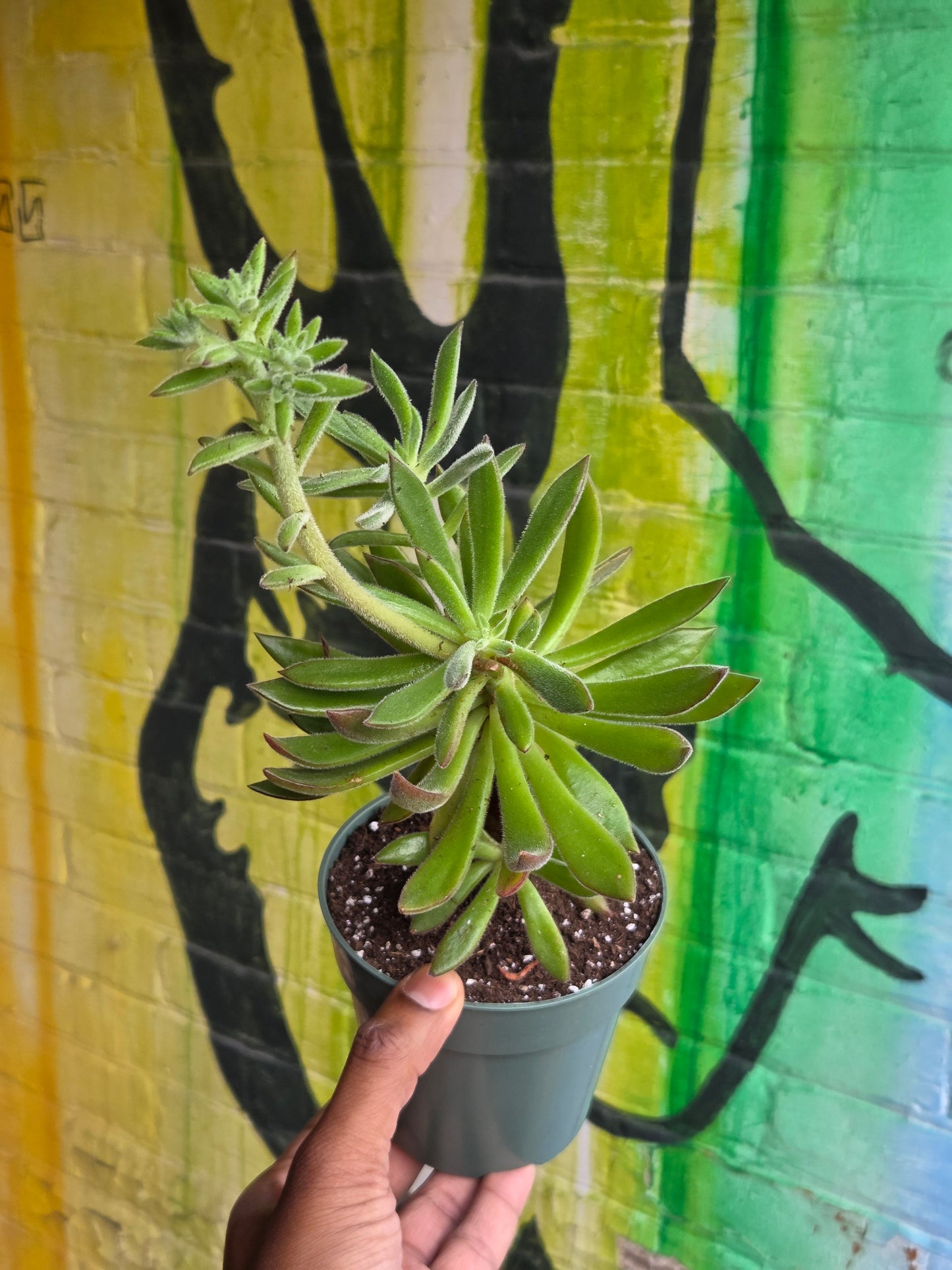 5" Echeveria Harmsii