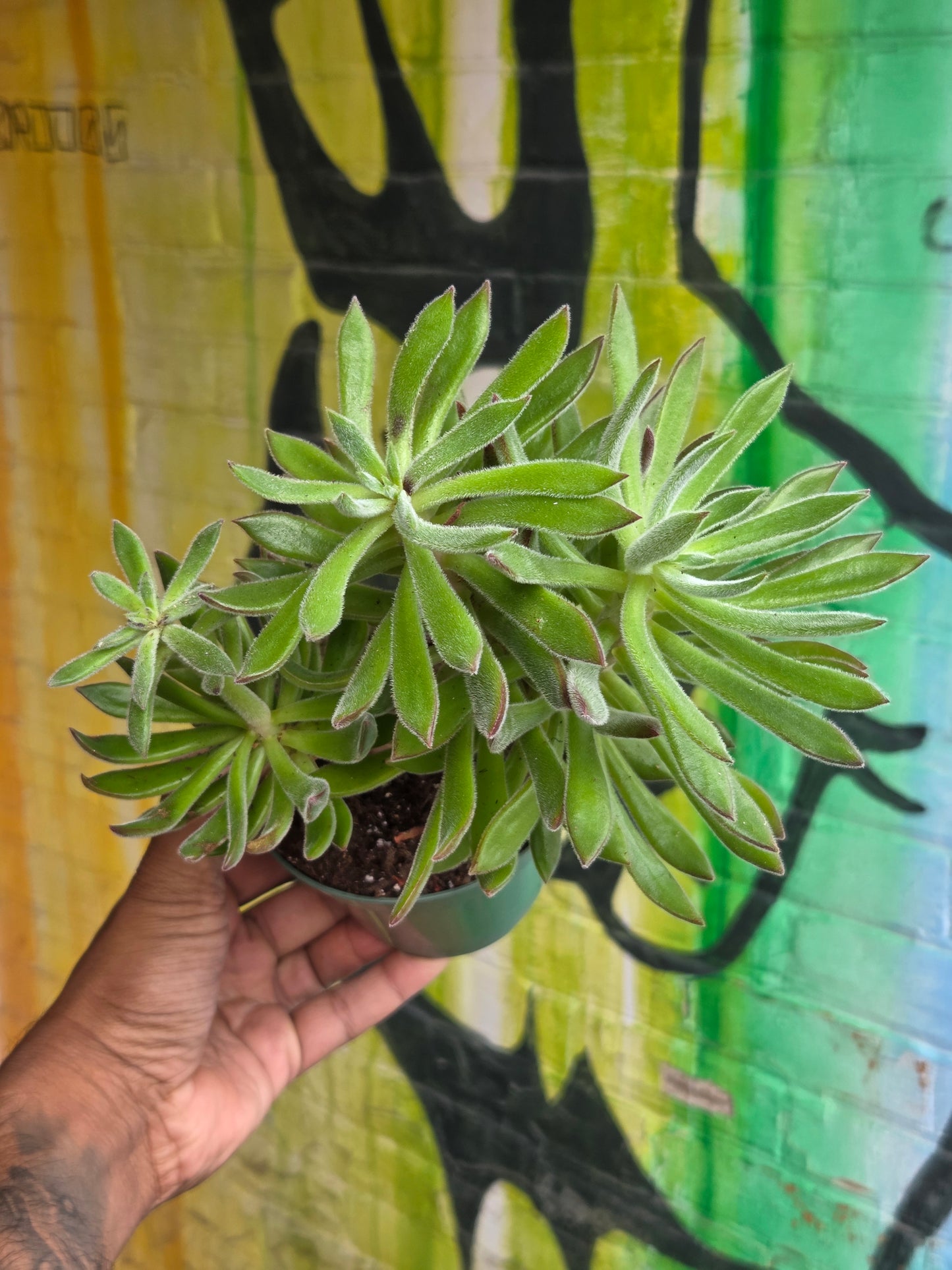 5" Echeveria Harmsii
