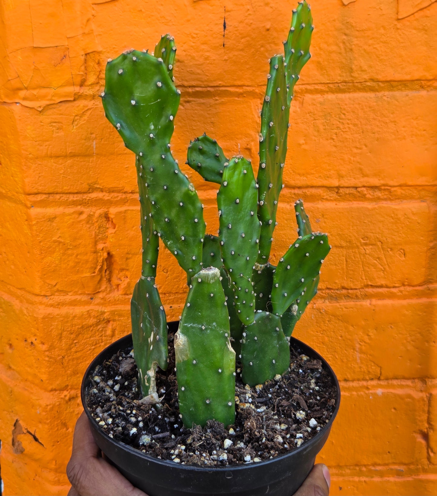 6" Opuntia jamaicensis
