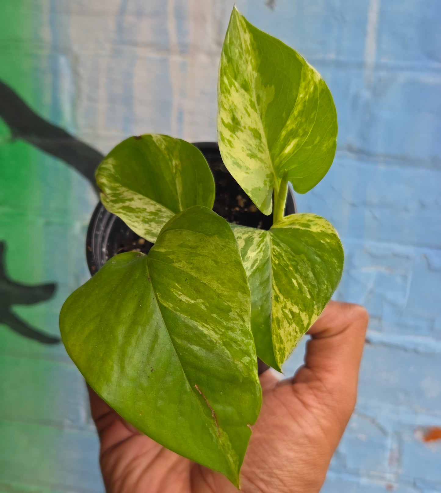 3.5" Pothos Marble Queen