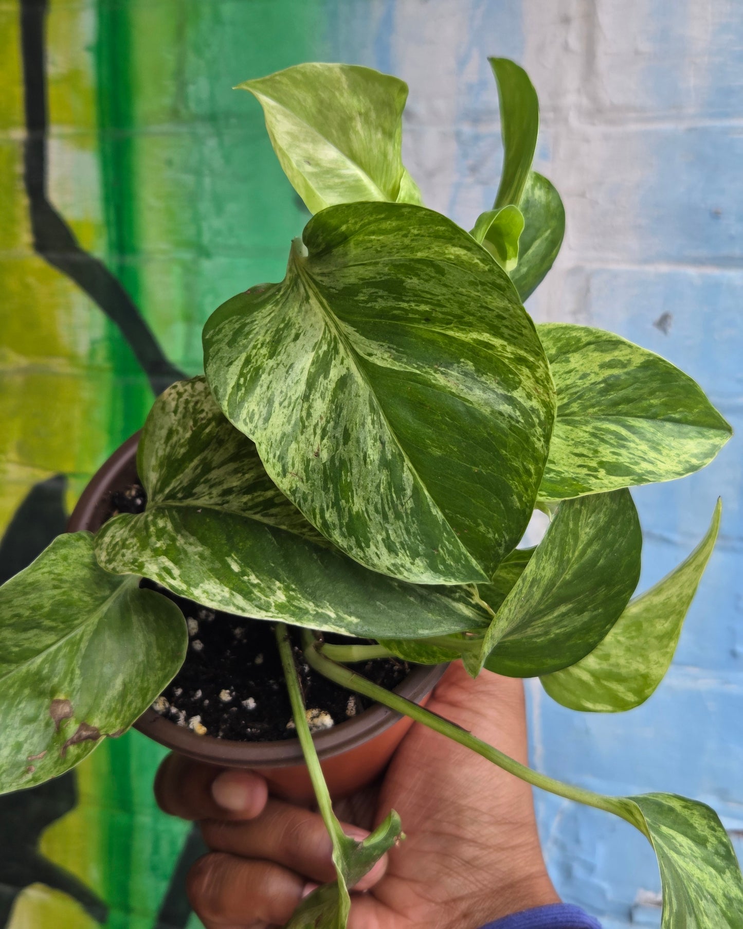 5" Pothos Marble Queen