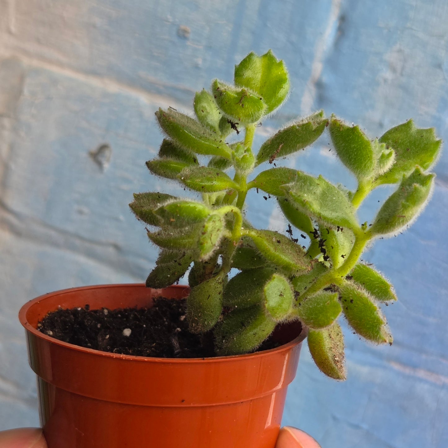2.5" Cotyledon Tomentosa Variegated | Bear Paw bush