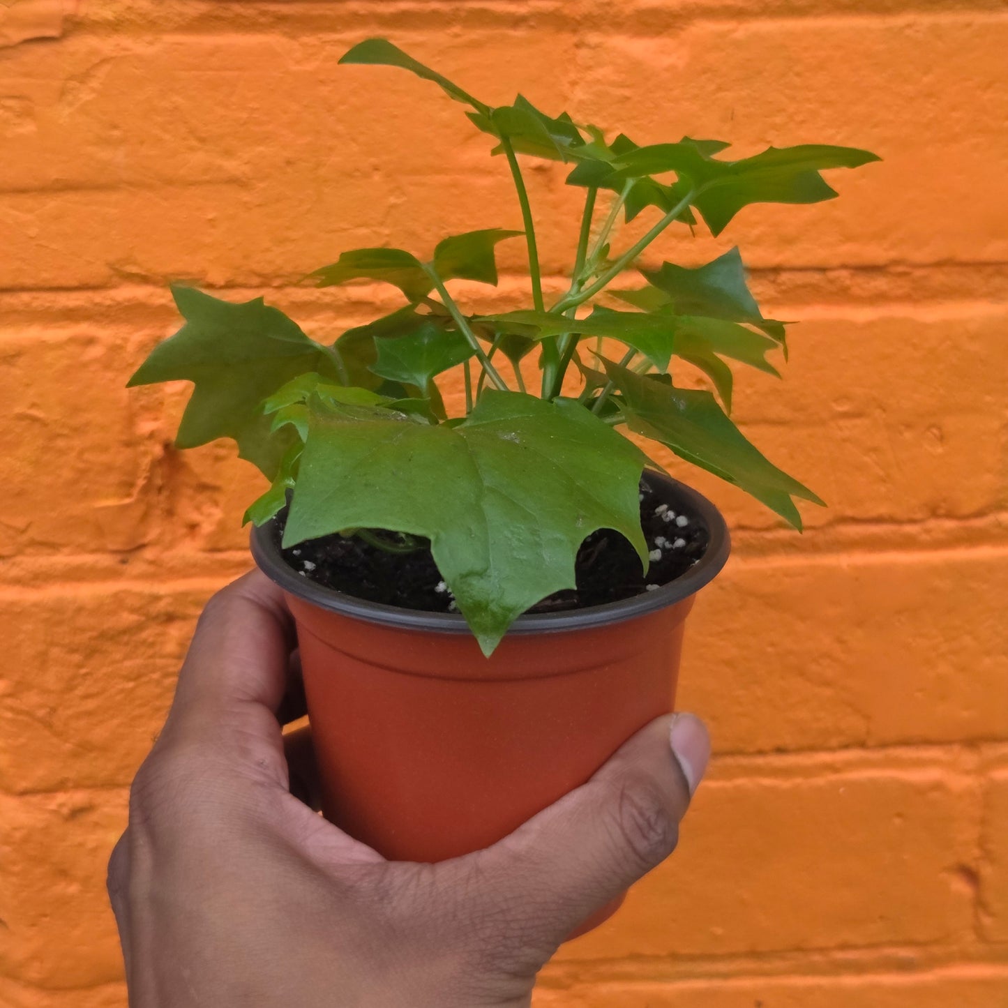 4.5” German Ivy