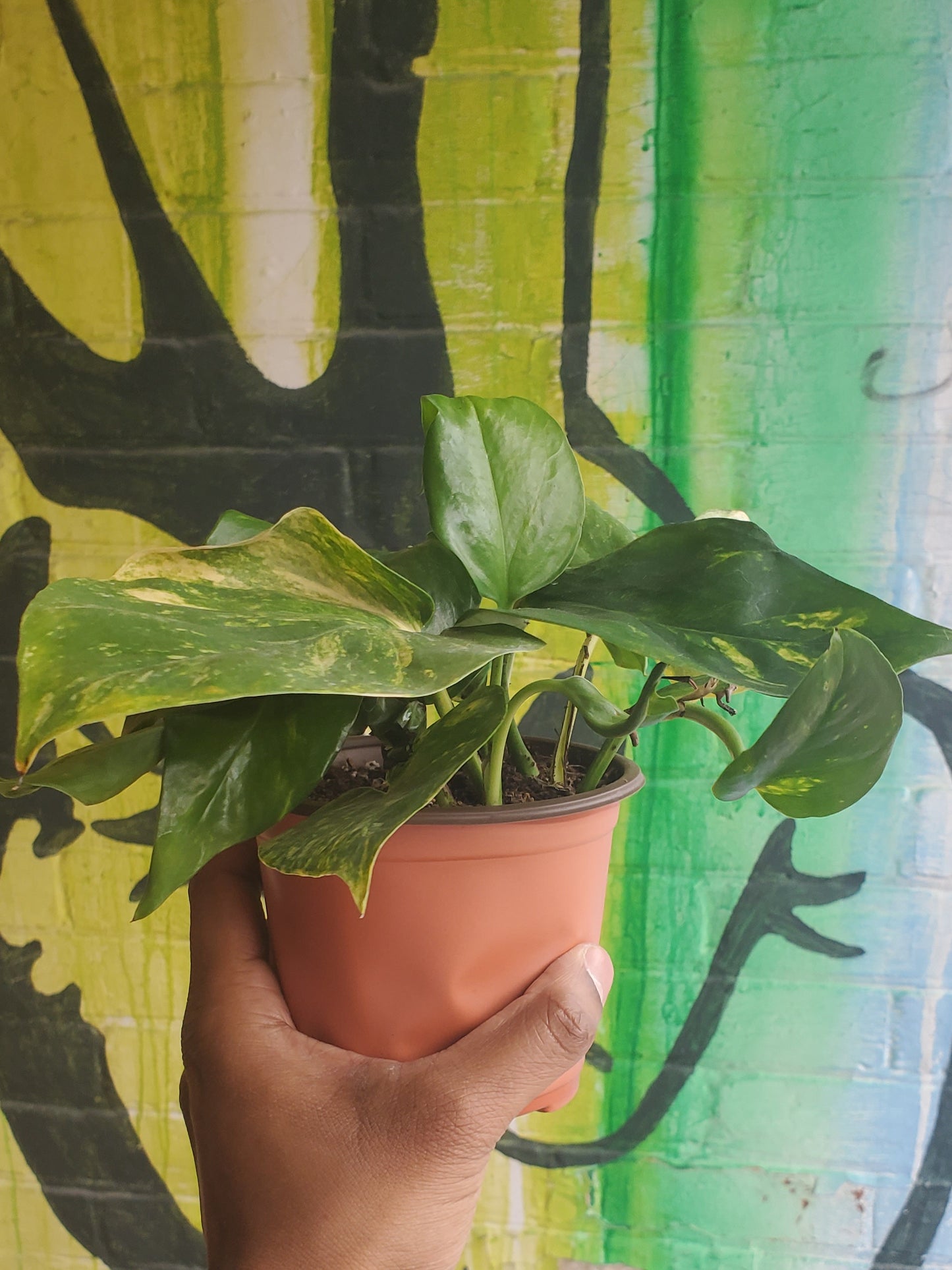 5" Pothos Golden