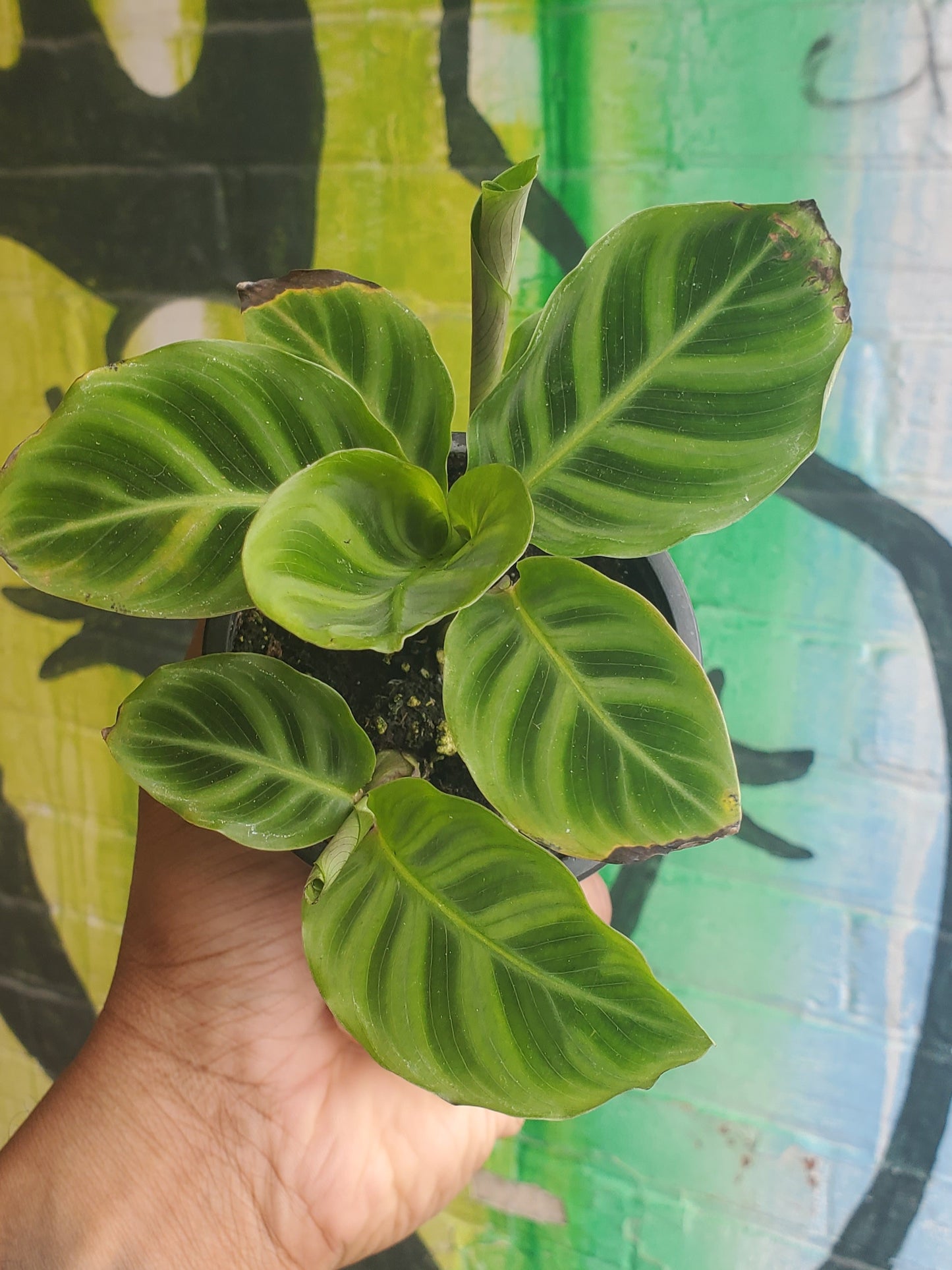 3.5” Goeppertia zebrina