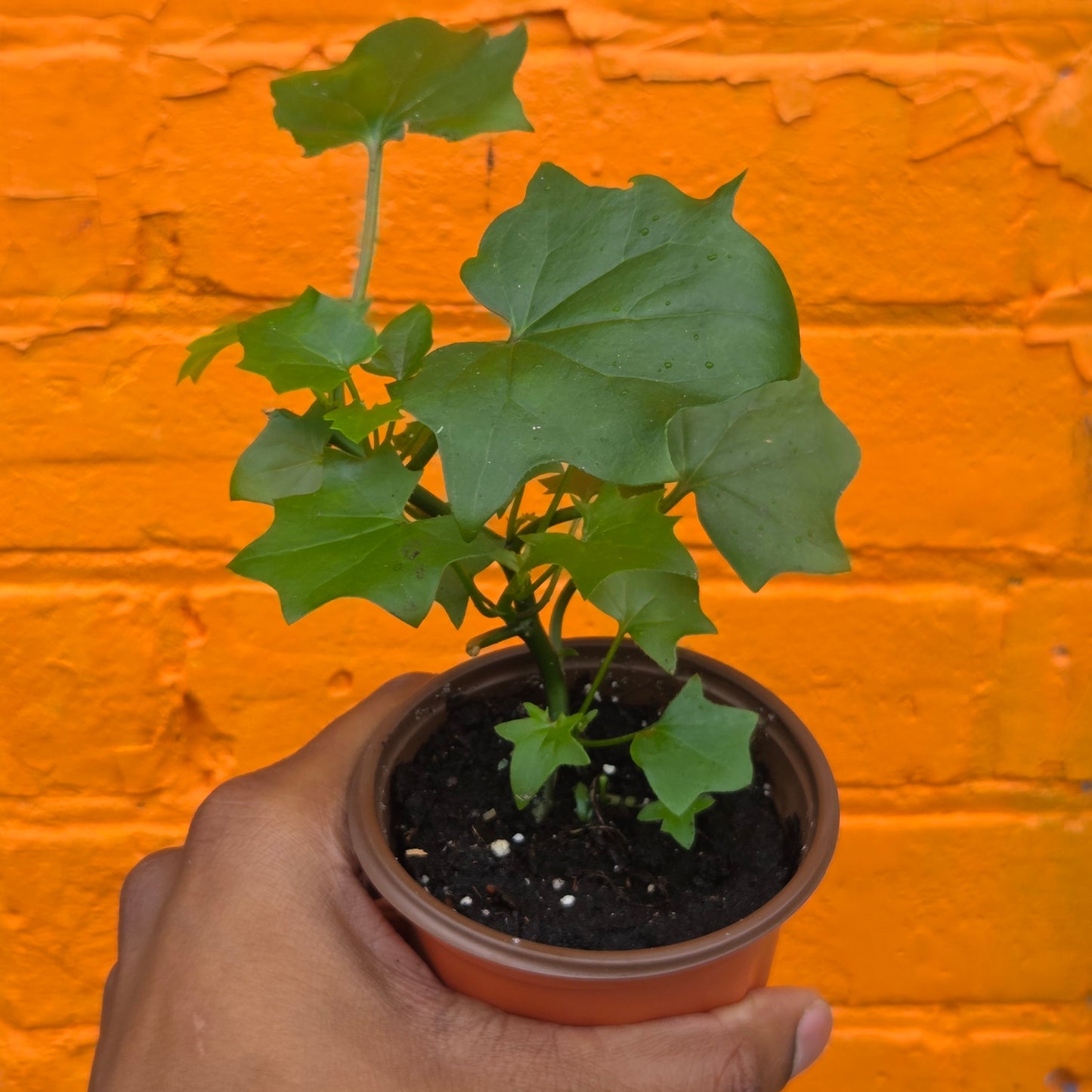 3.5” German Ivy