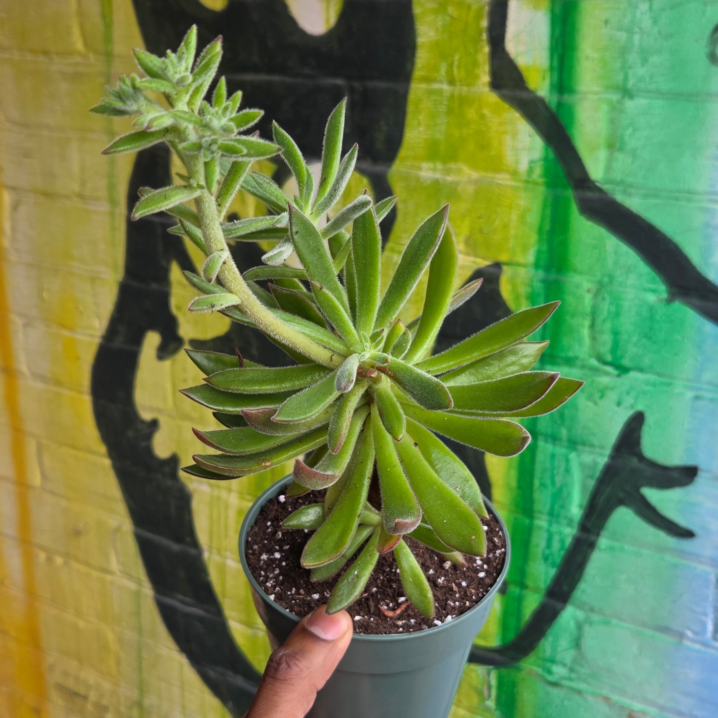 5" Echeveria Harmsii