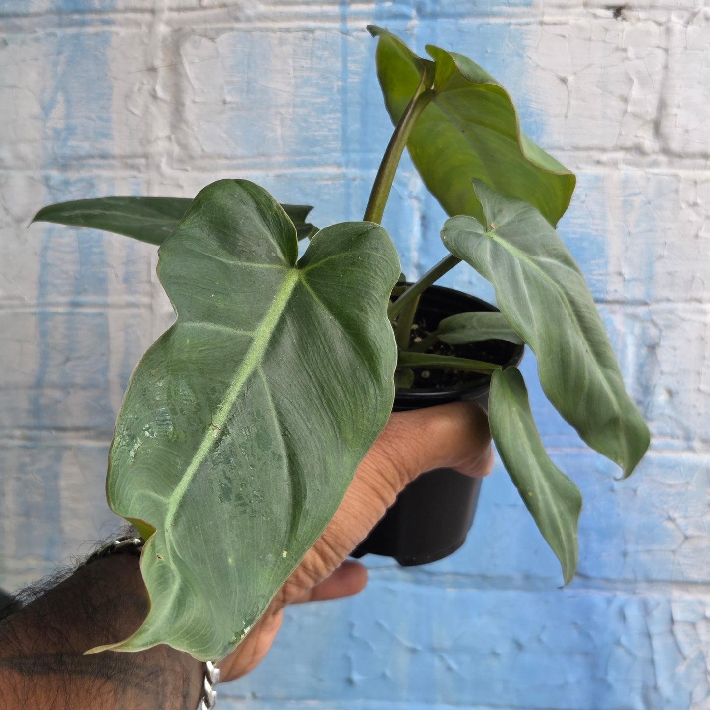 3.5" Philodendron Maximum