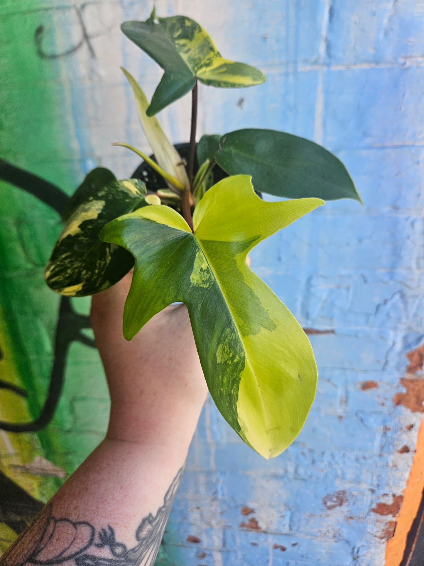 4” Philodendron Florida Beauty