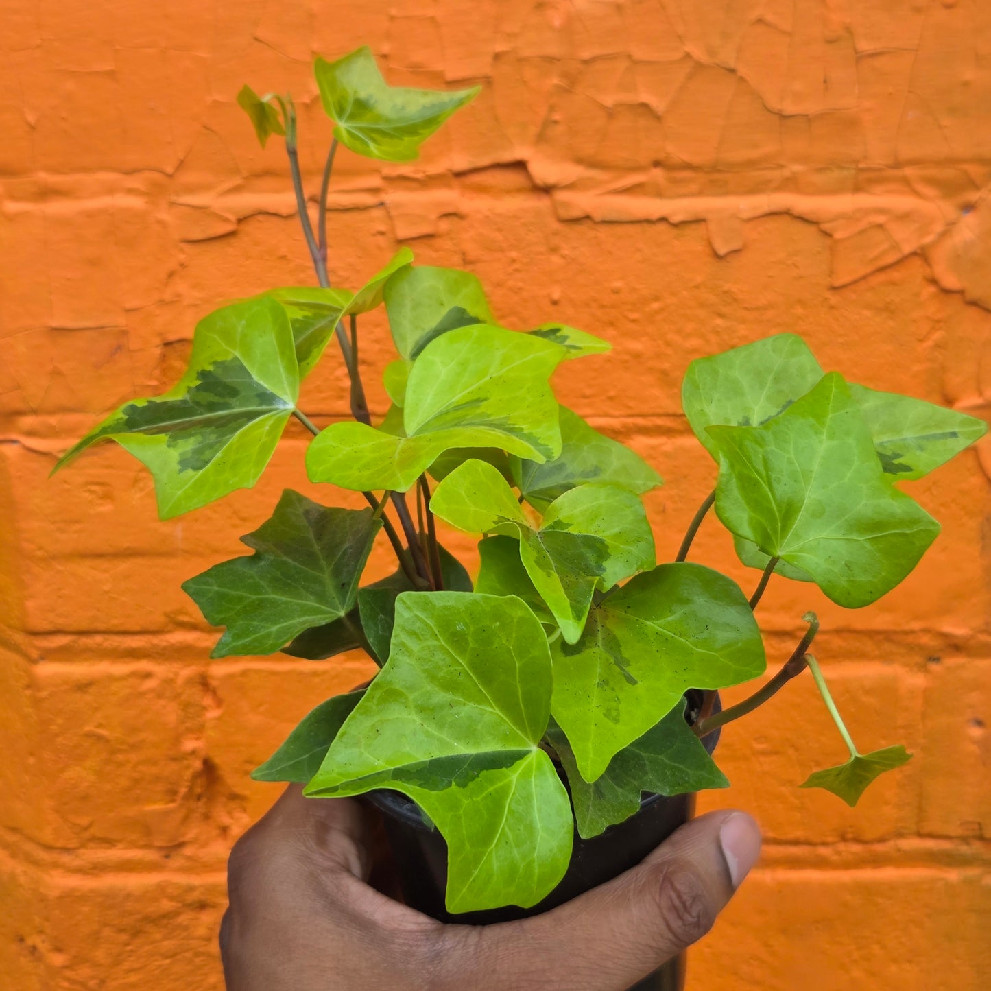 3.5” Neon Variegated English Ivy