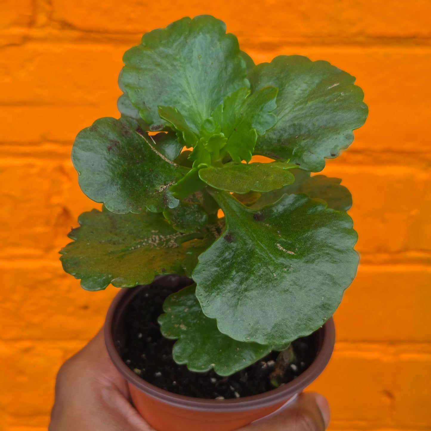 3.5” Kalanchoe Blossfeldiana