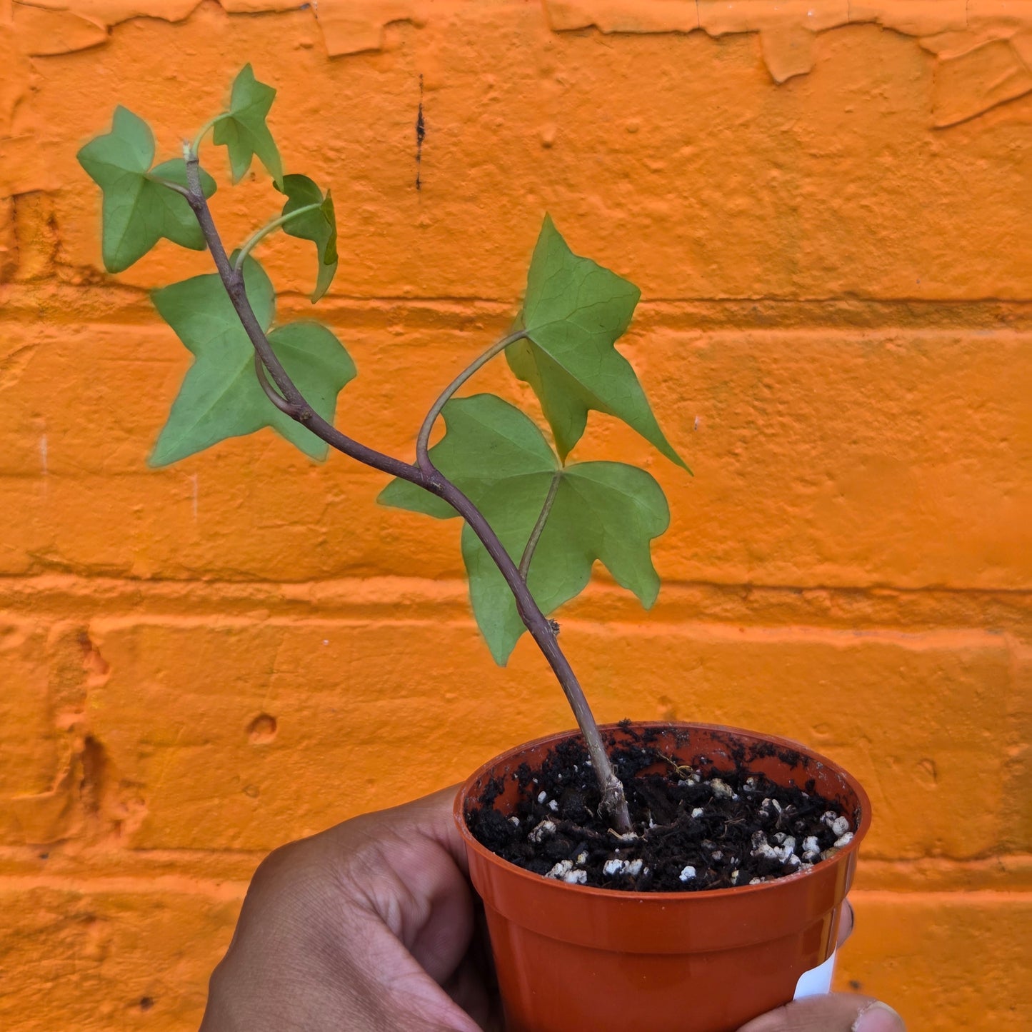 3” English Ivy Green