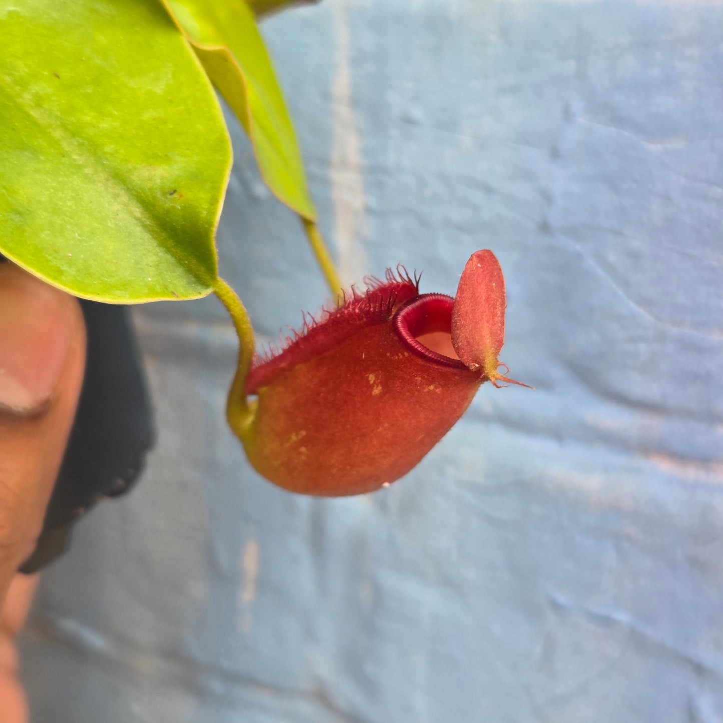 3.5" Nepenthes mirabilis Neon | Pitcher Plant