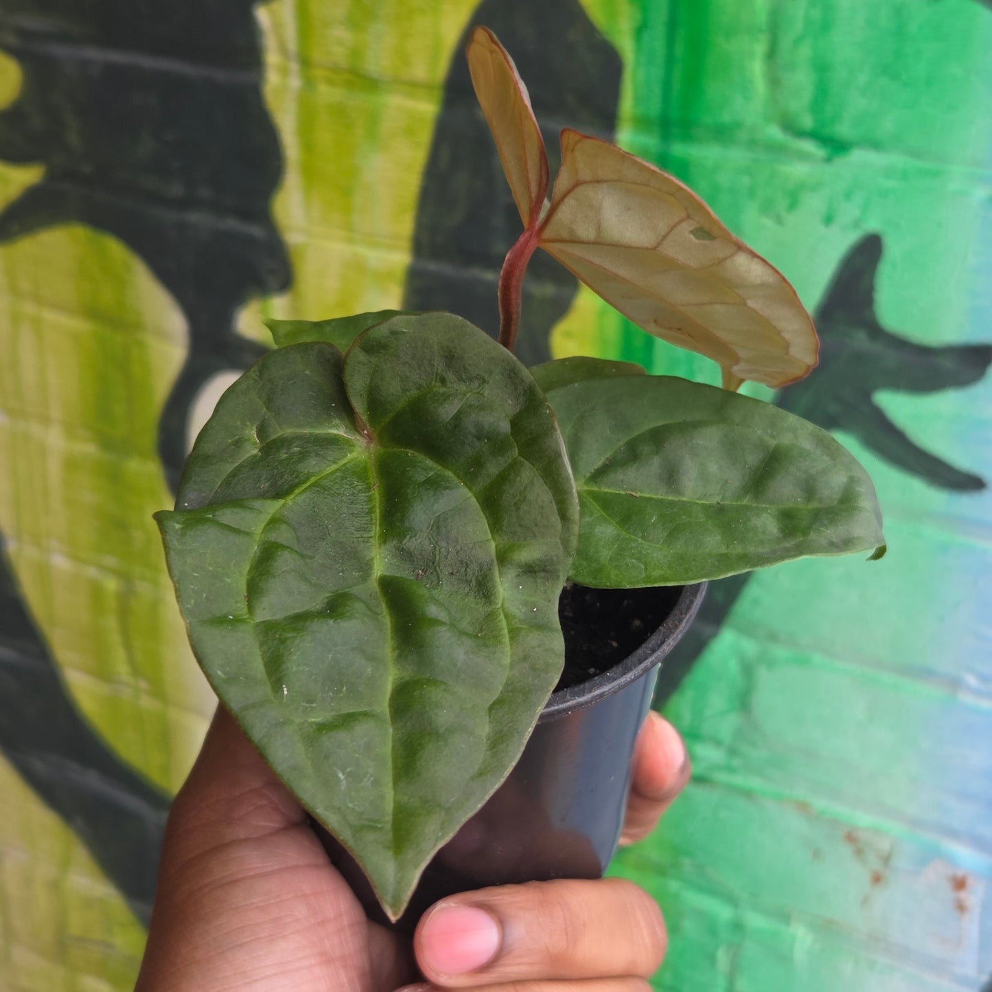 4” Anthurium Luxurians Dark Form
