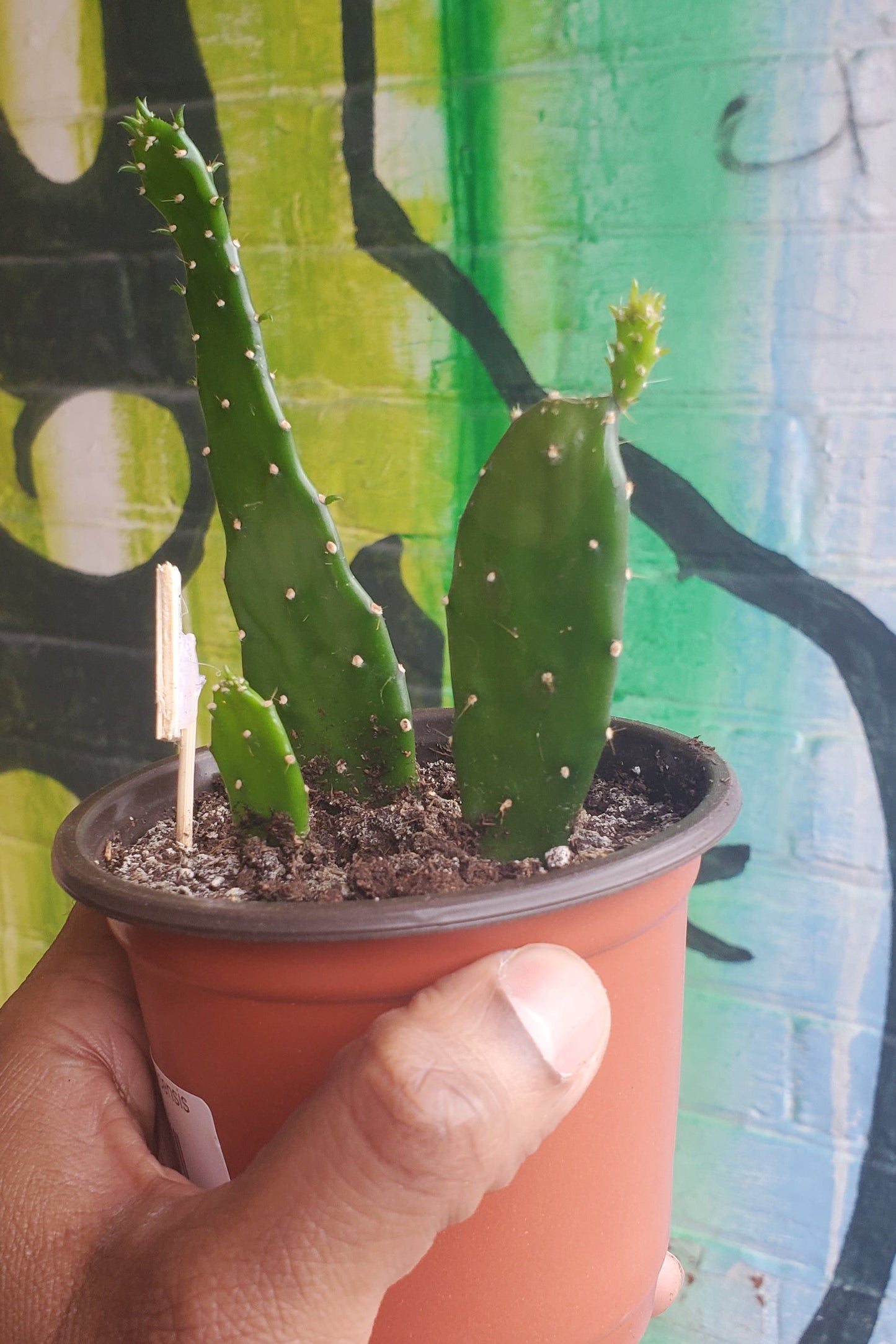 4" Opuntia jamaicensis