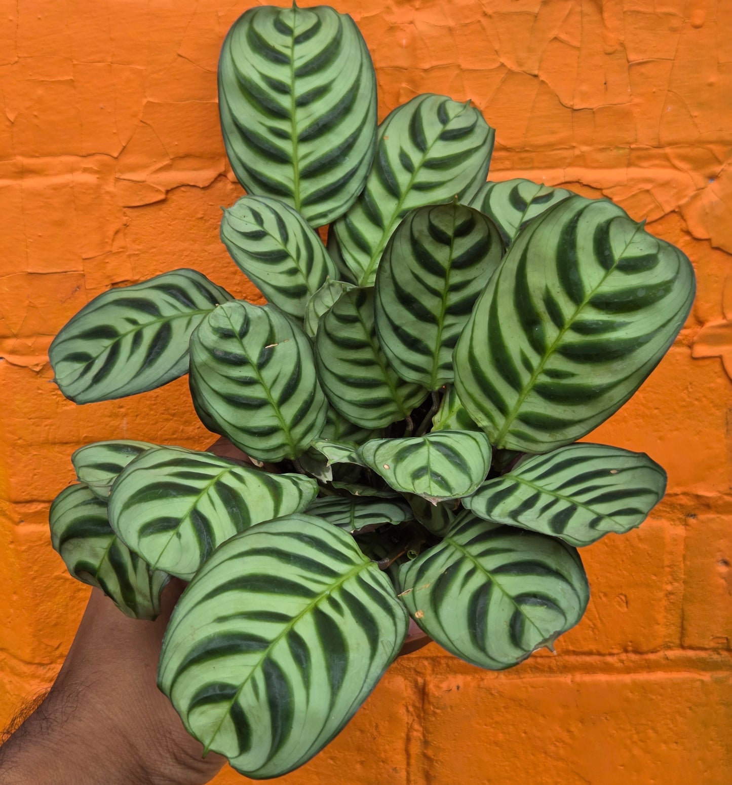 4" Ctenanthe burle-marxii