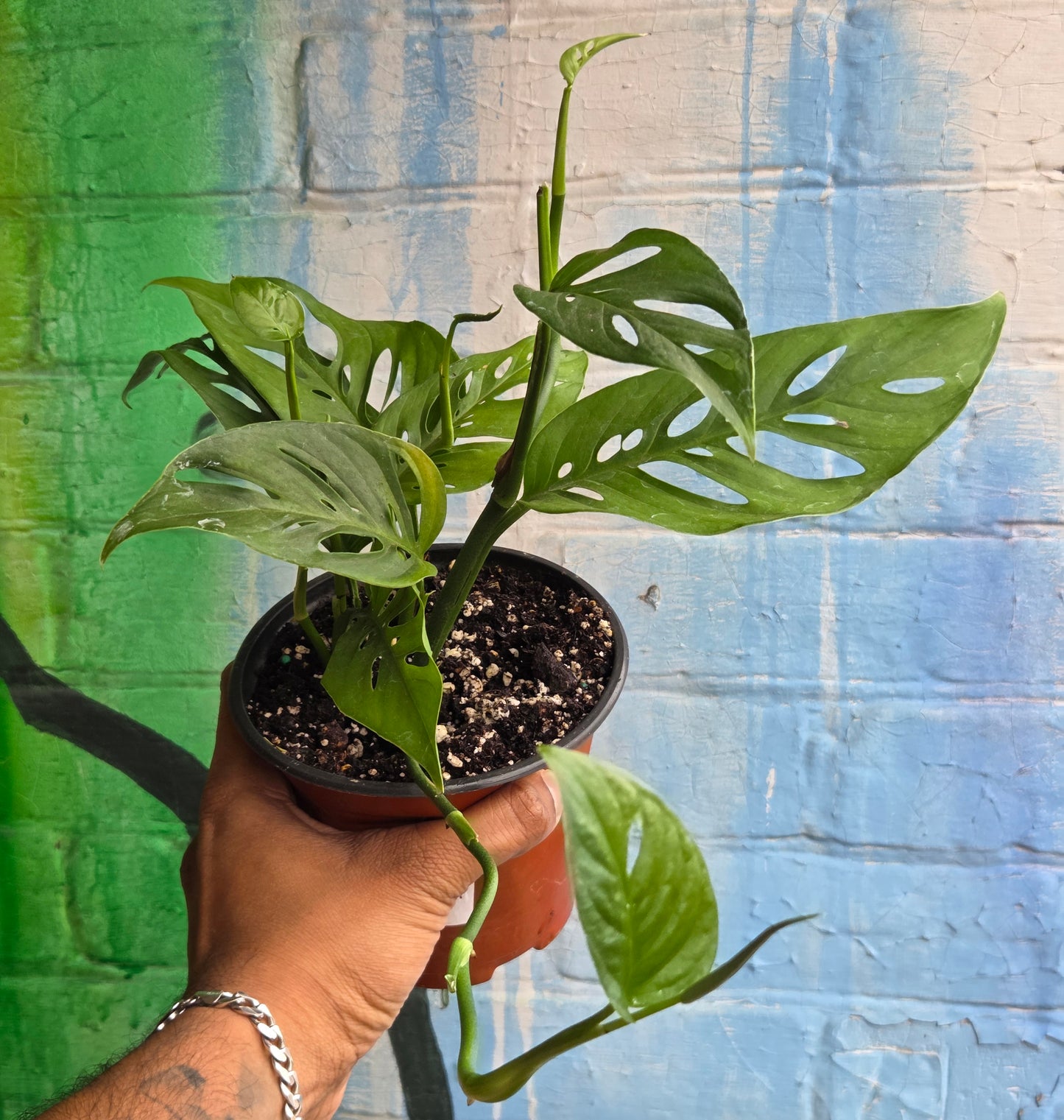 5” Monstera Adansonii