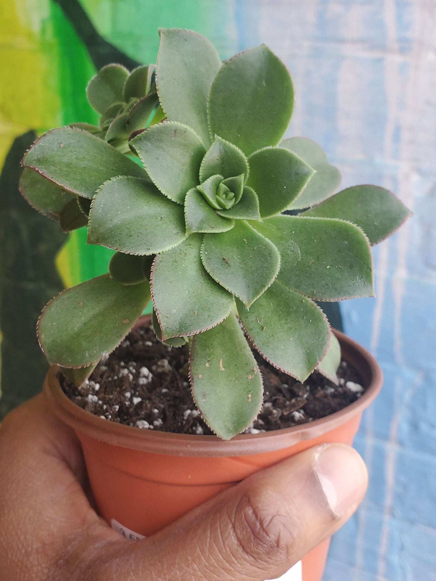 3.5" Aeonium Haworthii