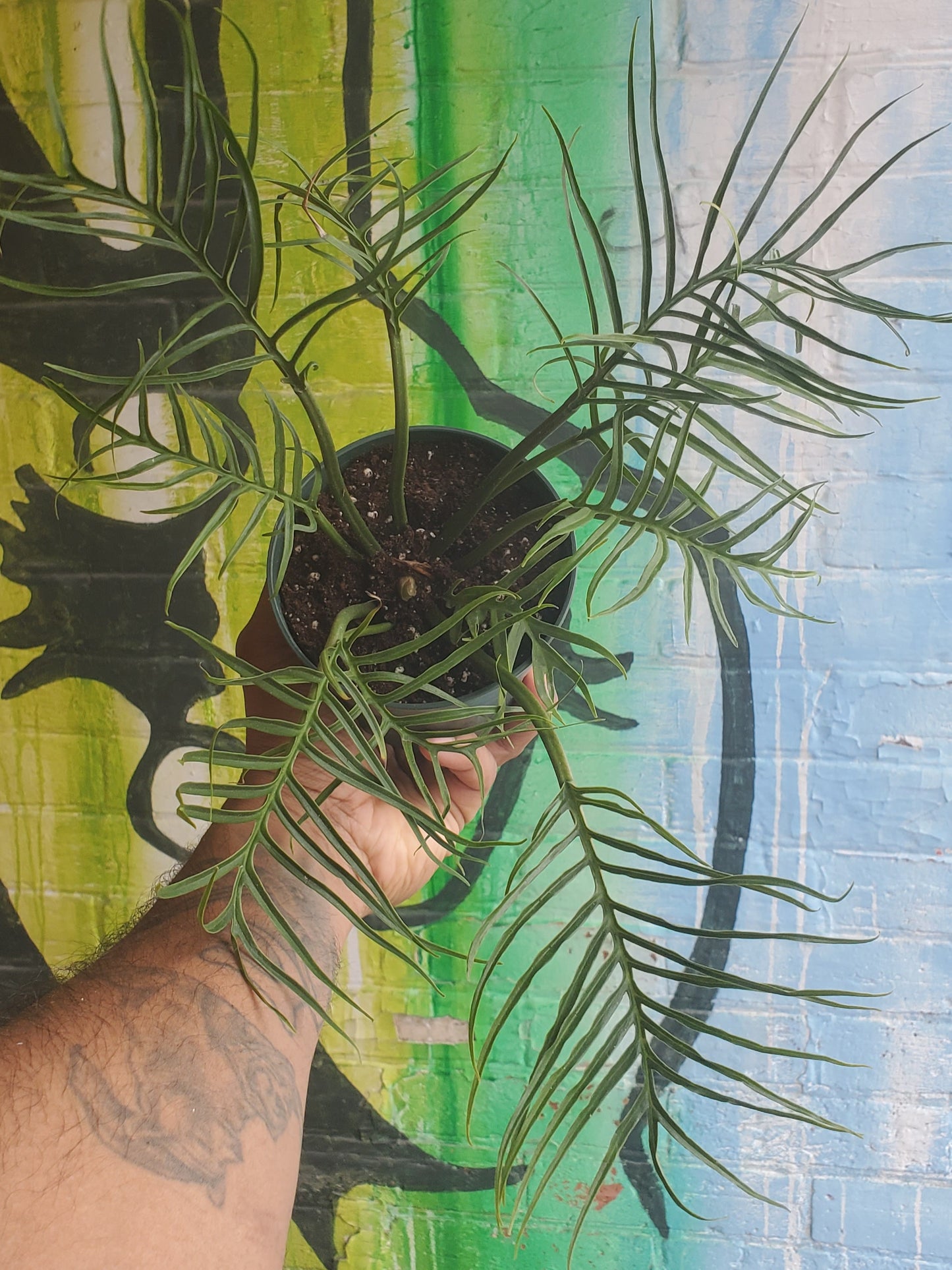 4.5" Philodendron Tortum