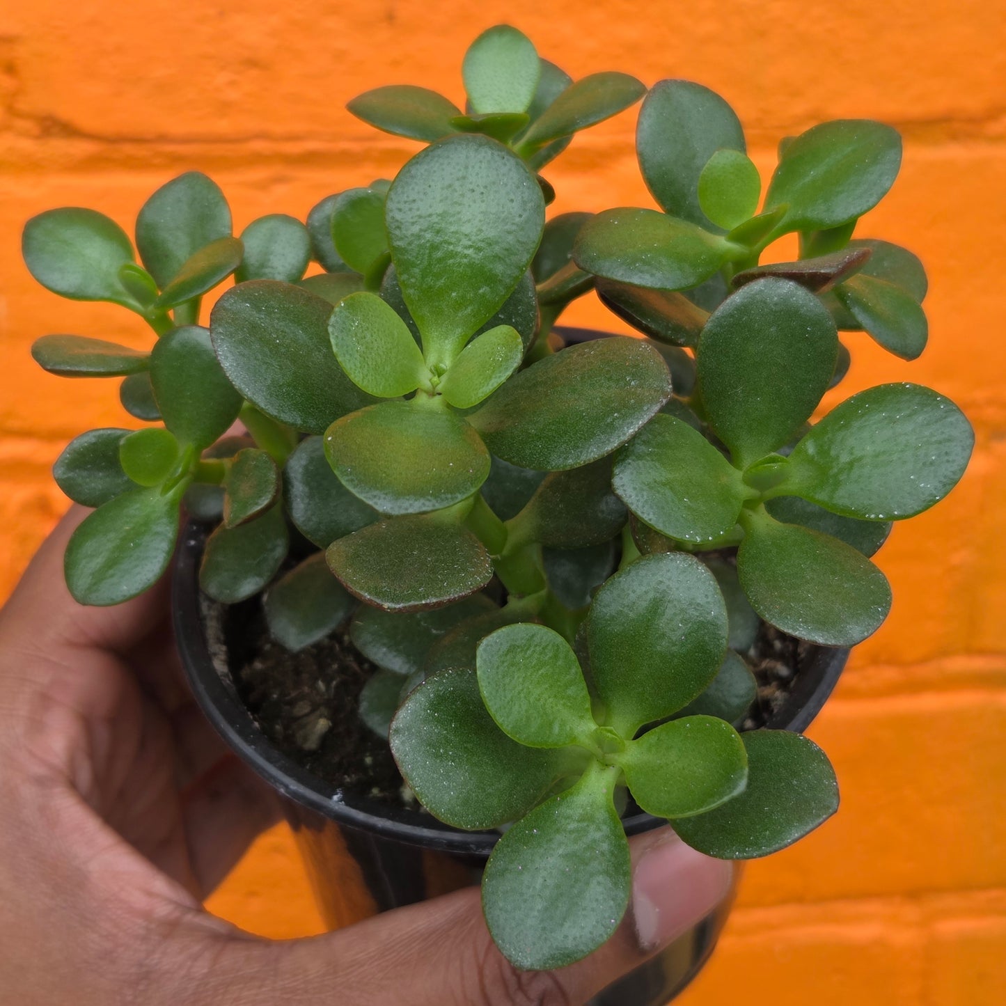 4" Little Leaf Jade | Crassula Ovata