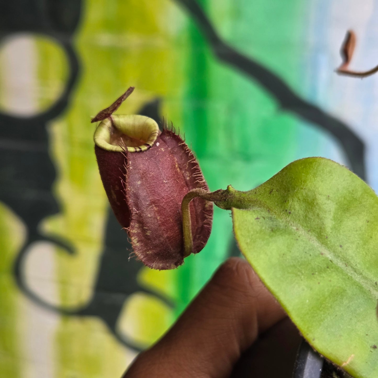 3.5" Nepenthes mirabilis variegated | Pitcher Plant
