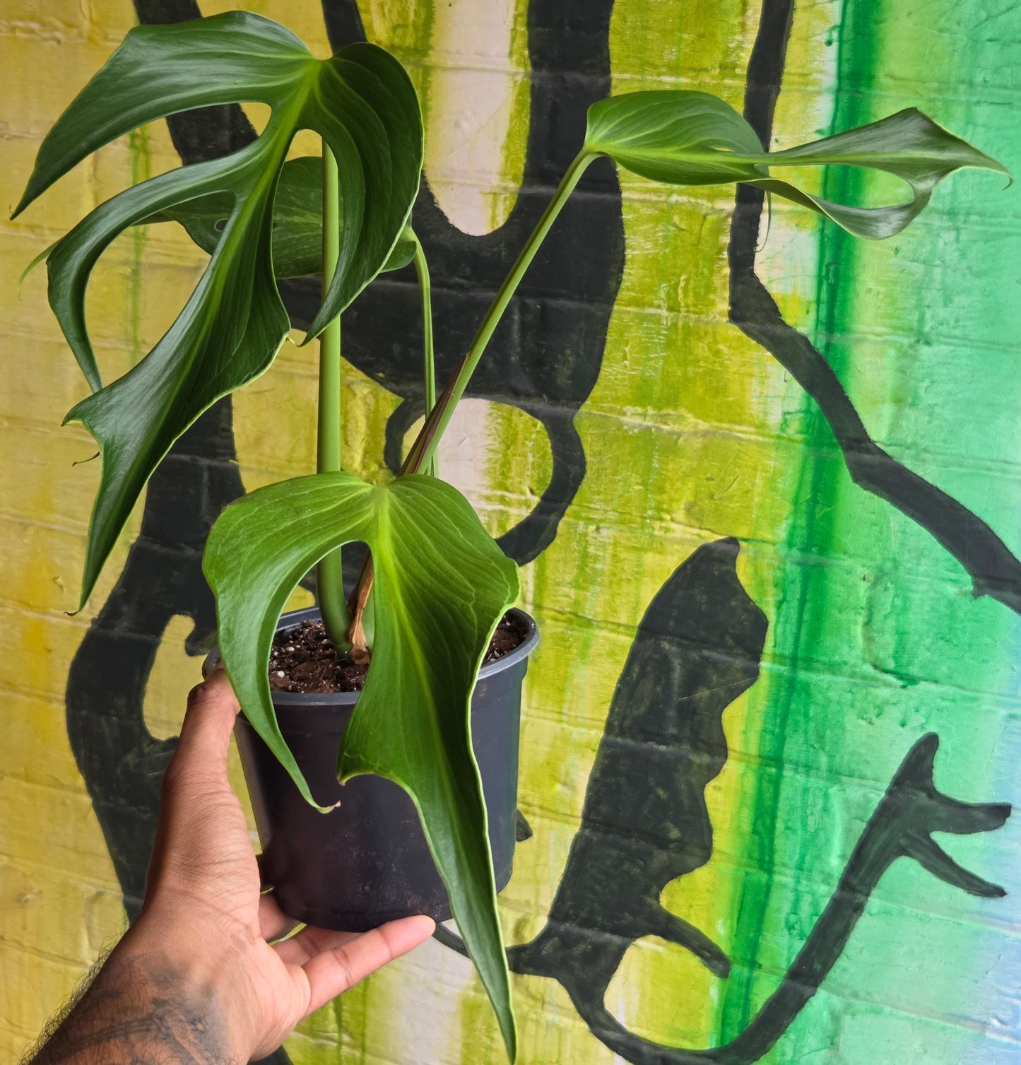 6" Monstera Burle Marx Flame