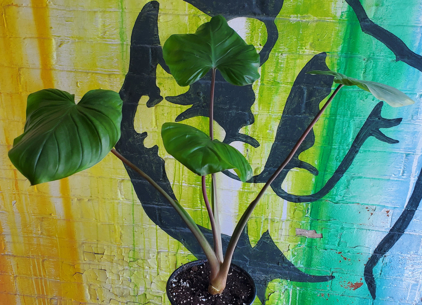 6" Homalomena Rubescens