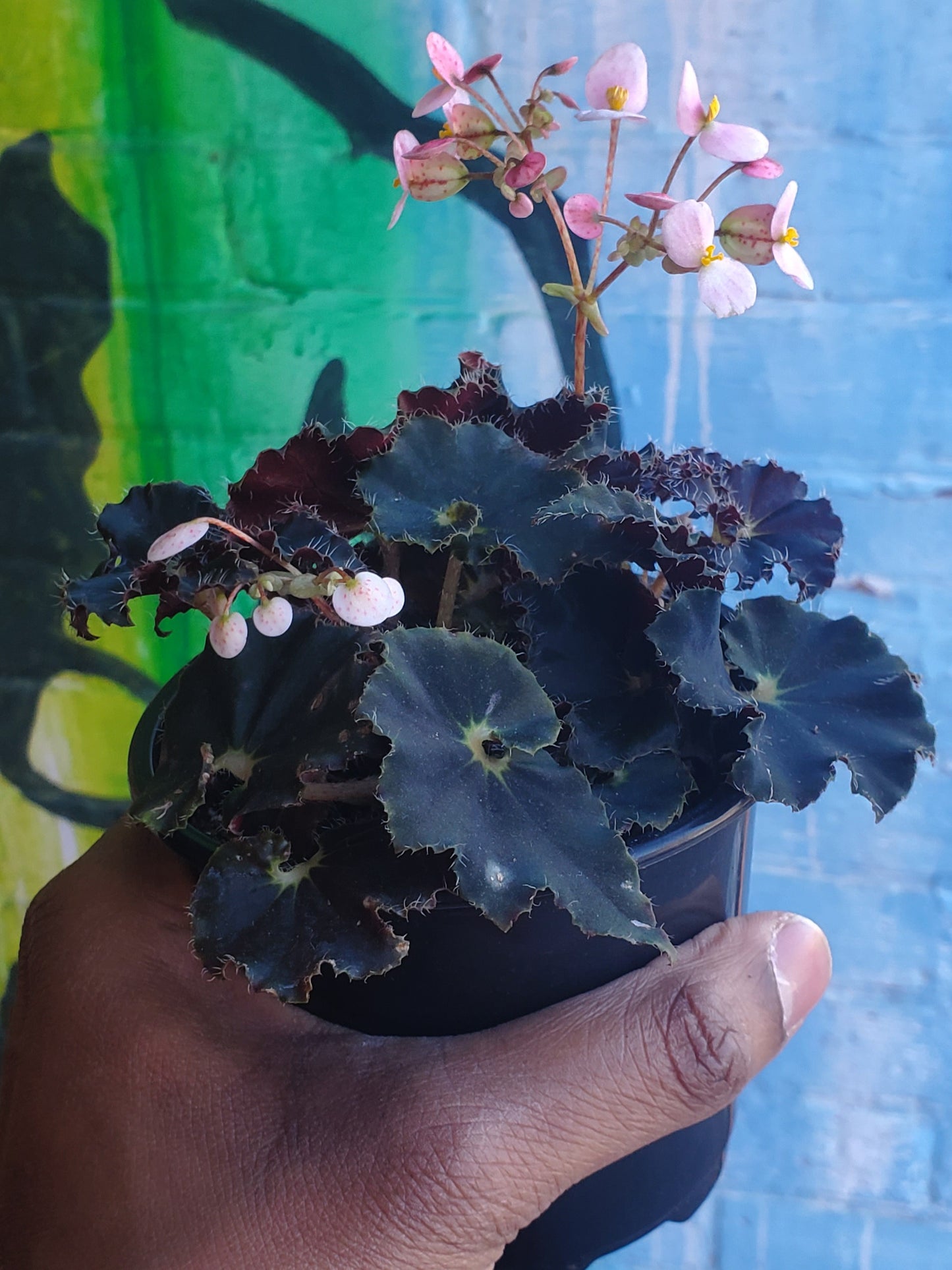 4" Begonia Rex Black Mamba