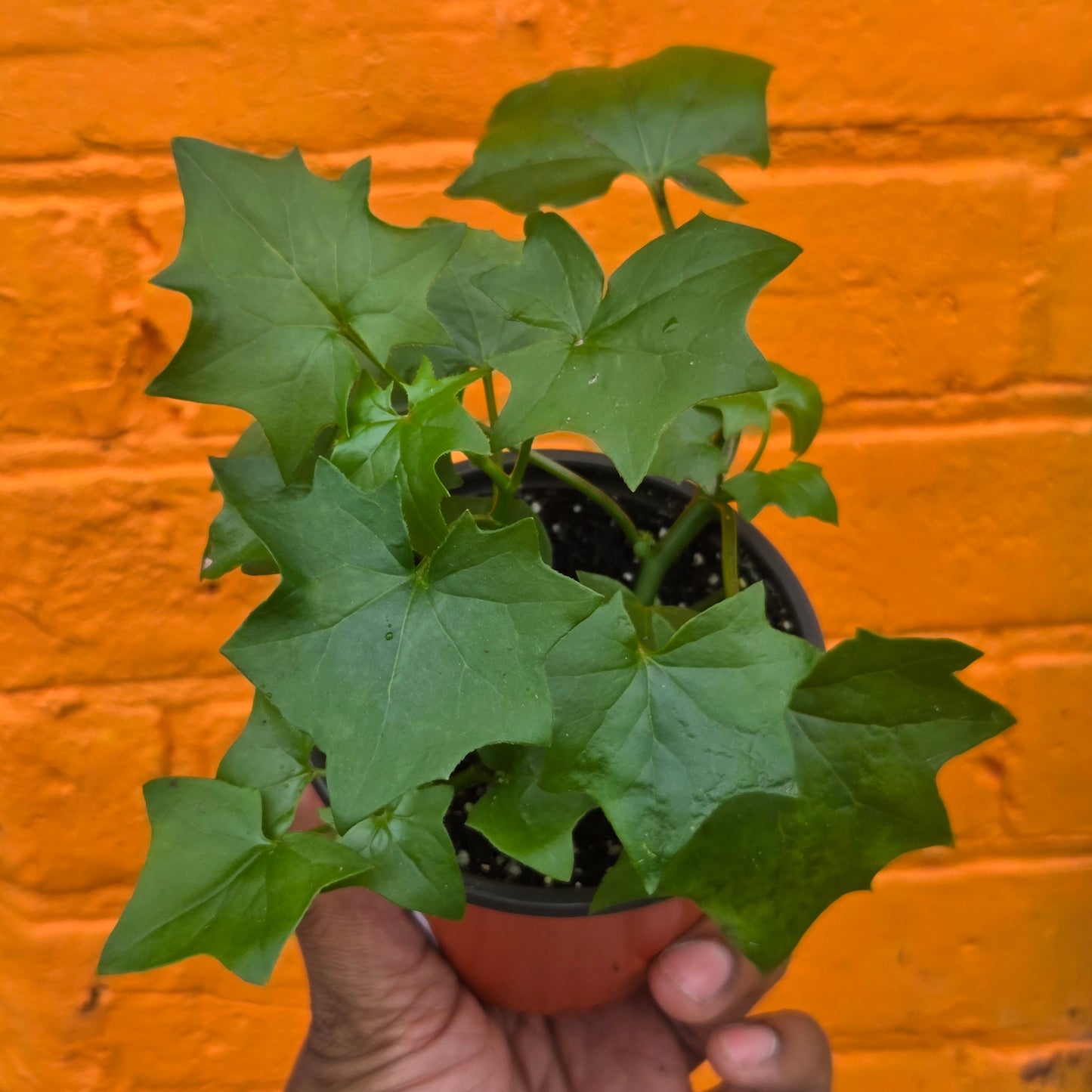 4.5” German Ivy