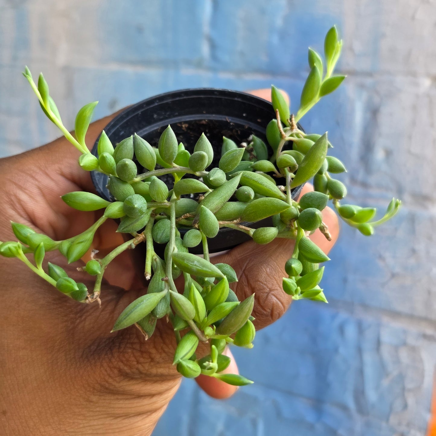 2.5" Curio citriformis | String of Tears