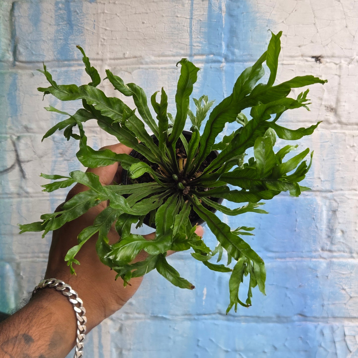 3.5 Asplenium nidus | Bird's Nest Fern