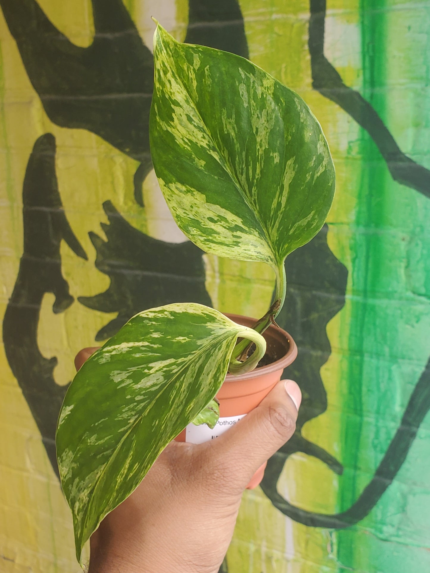 3.5" Pothos Marble Queen