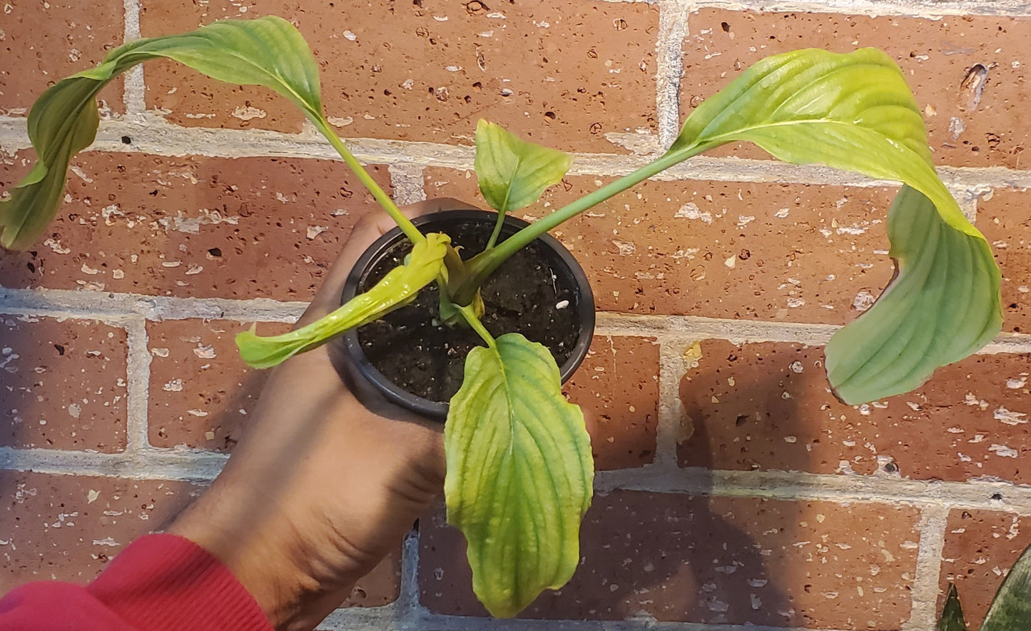 3.5" Tacca Integrifolia White Bat Flower