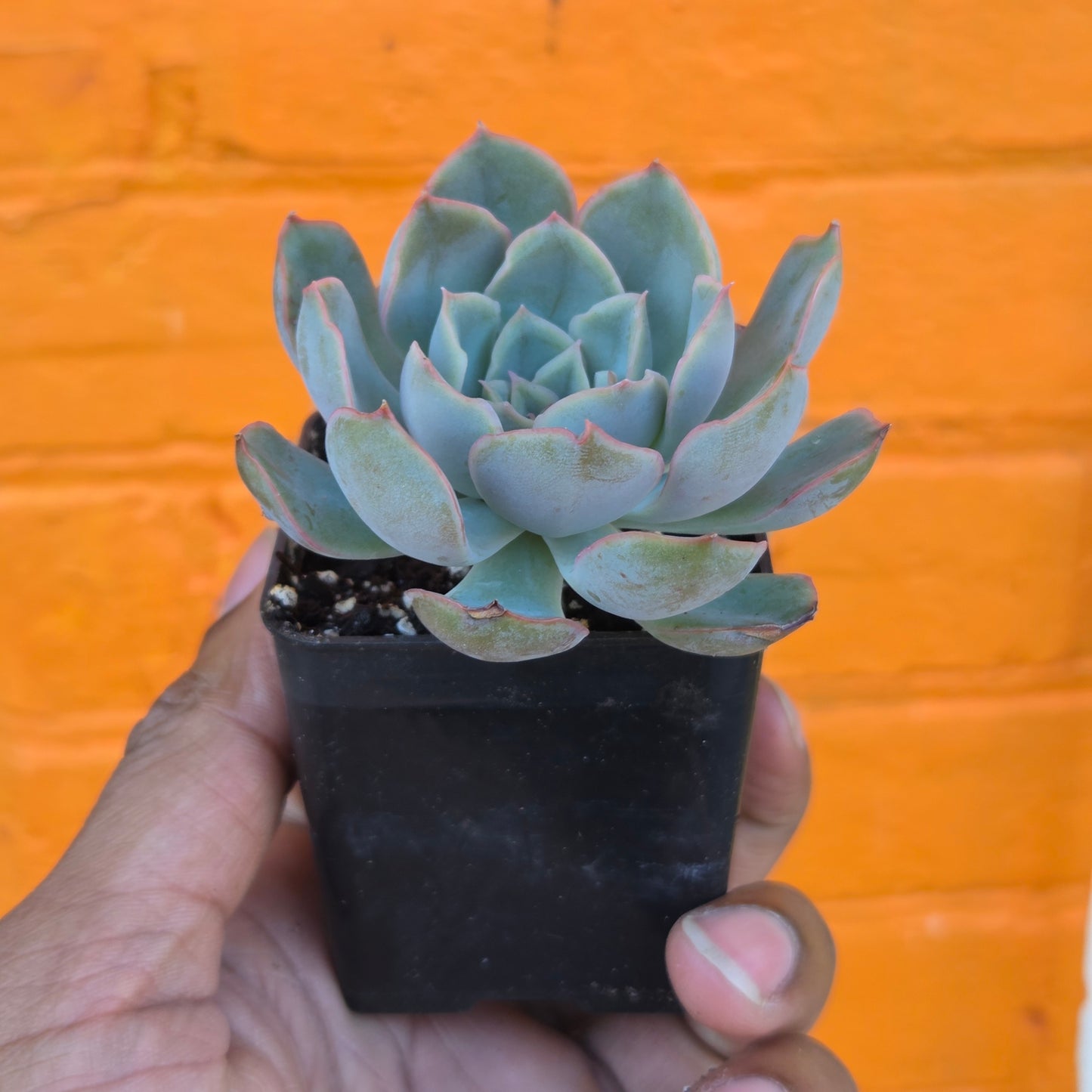 3” Echeveria Mensa