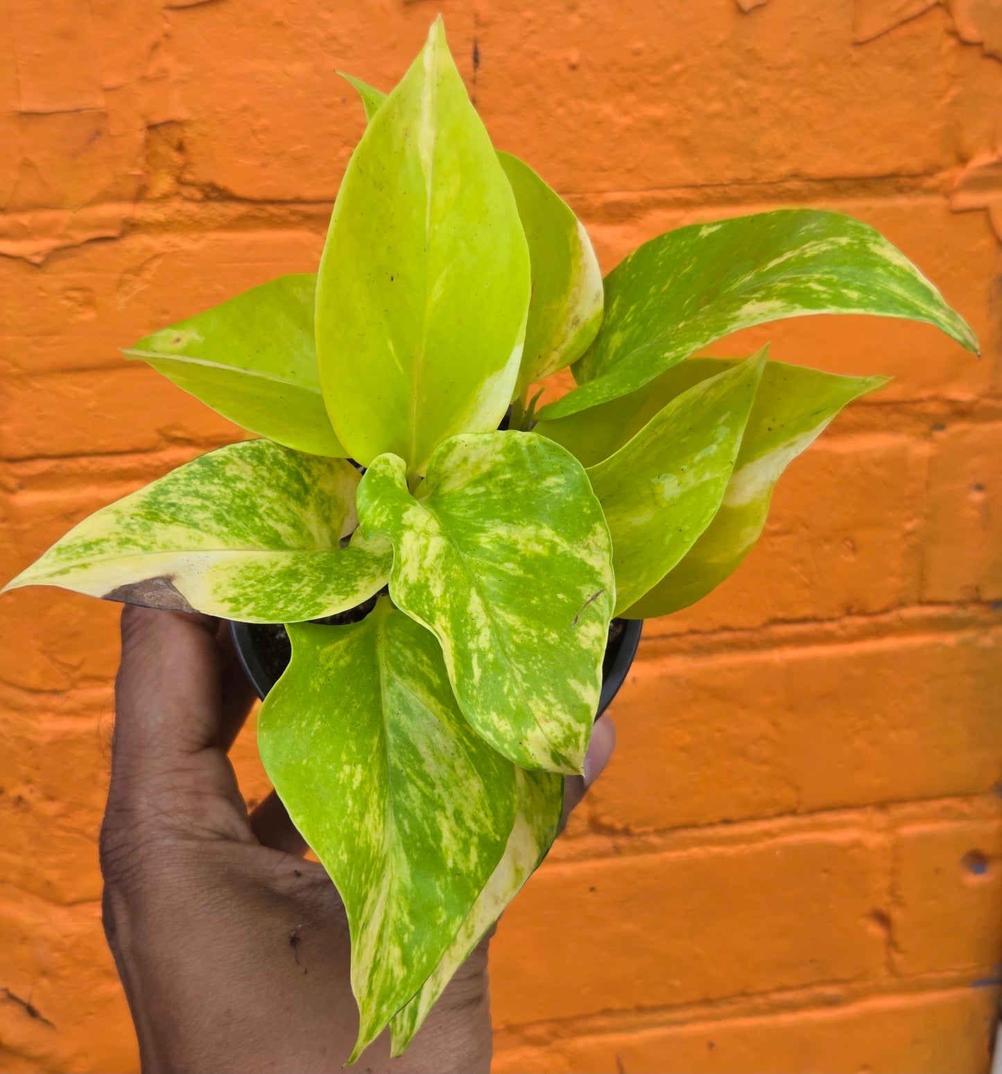3.5” Pothos Teruno Kaguya Lemine