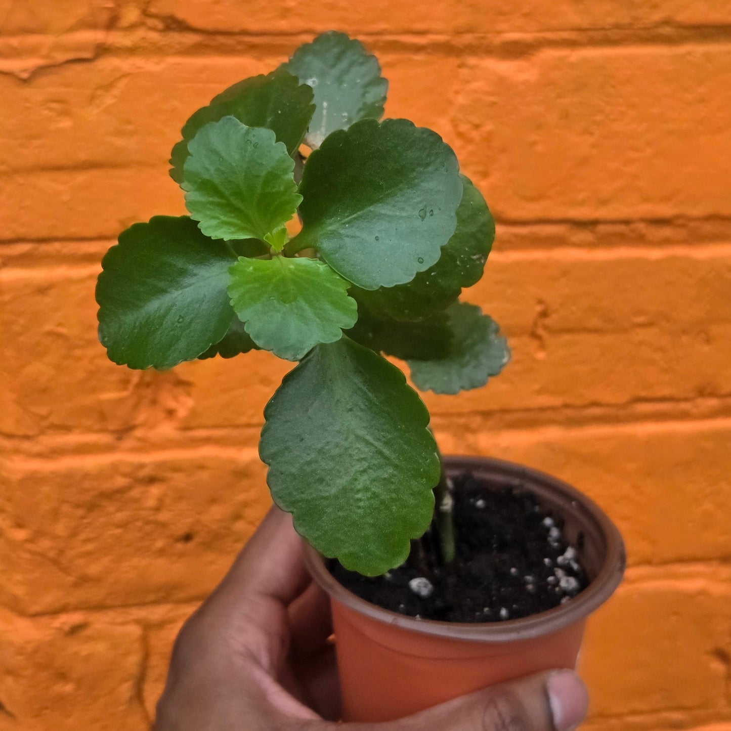 3.5” Kalanchoe Blossfeldiana