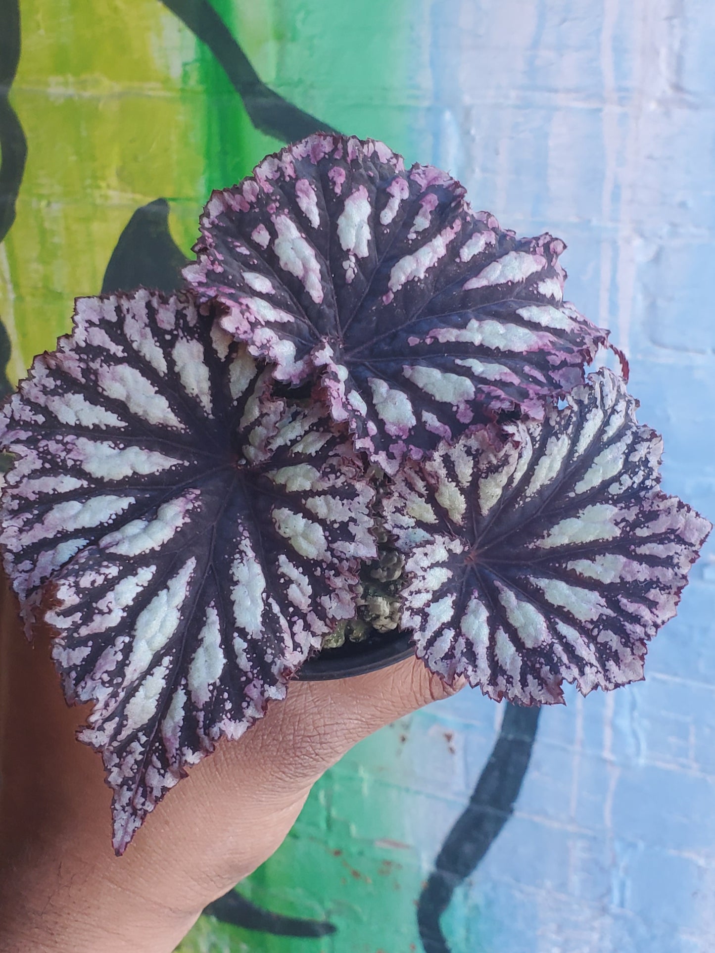 4" Begonia Rex Fireworks