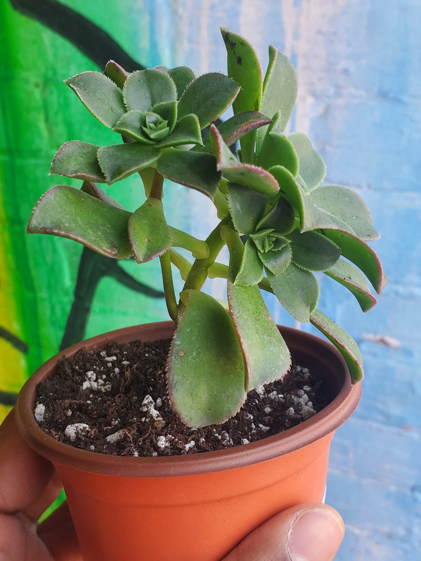 3.5" Aeonium Haworthii
