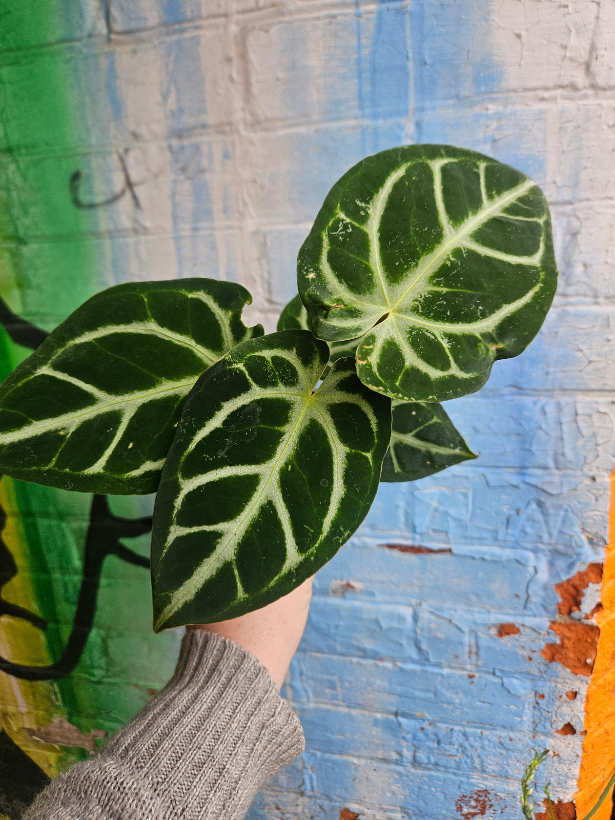 3.5" Anthurium Crystalinum Silver Blush