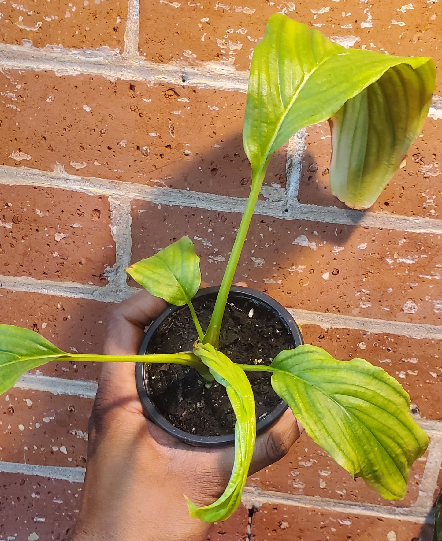 3.5" Tacca Integrifolia White Bat Flower
