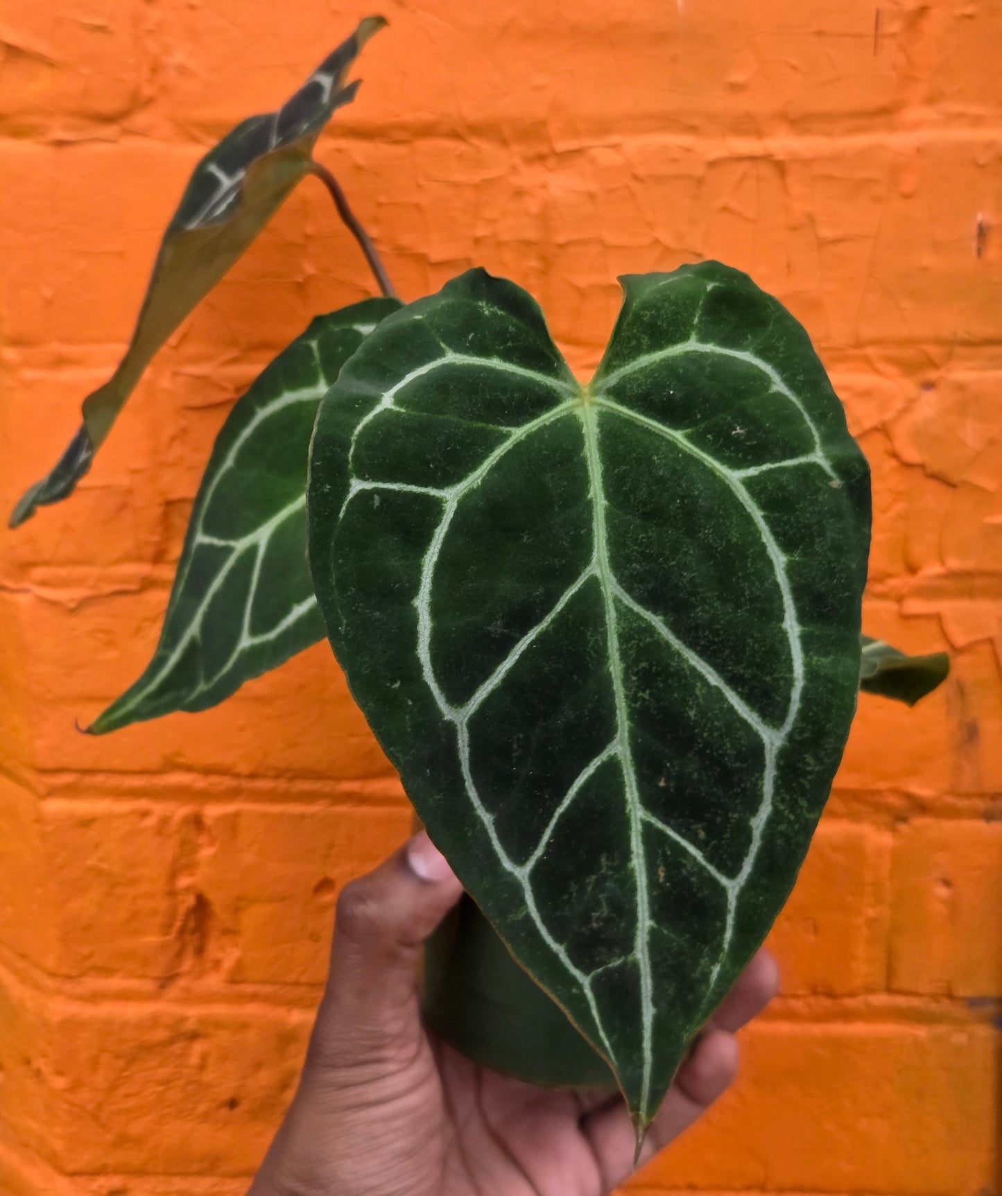 5" Anthurium Crystalinum Turtle