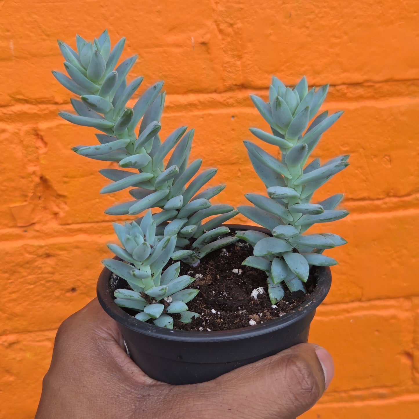 3.5" Sedeveria Blue Burrito