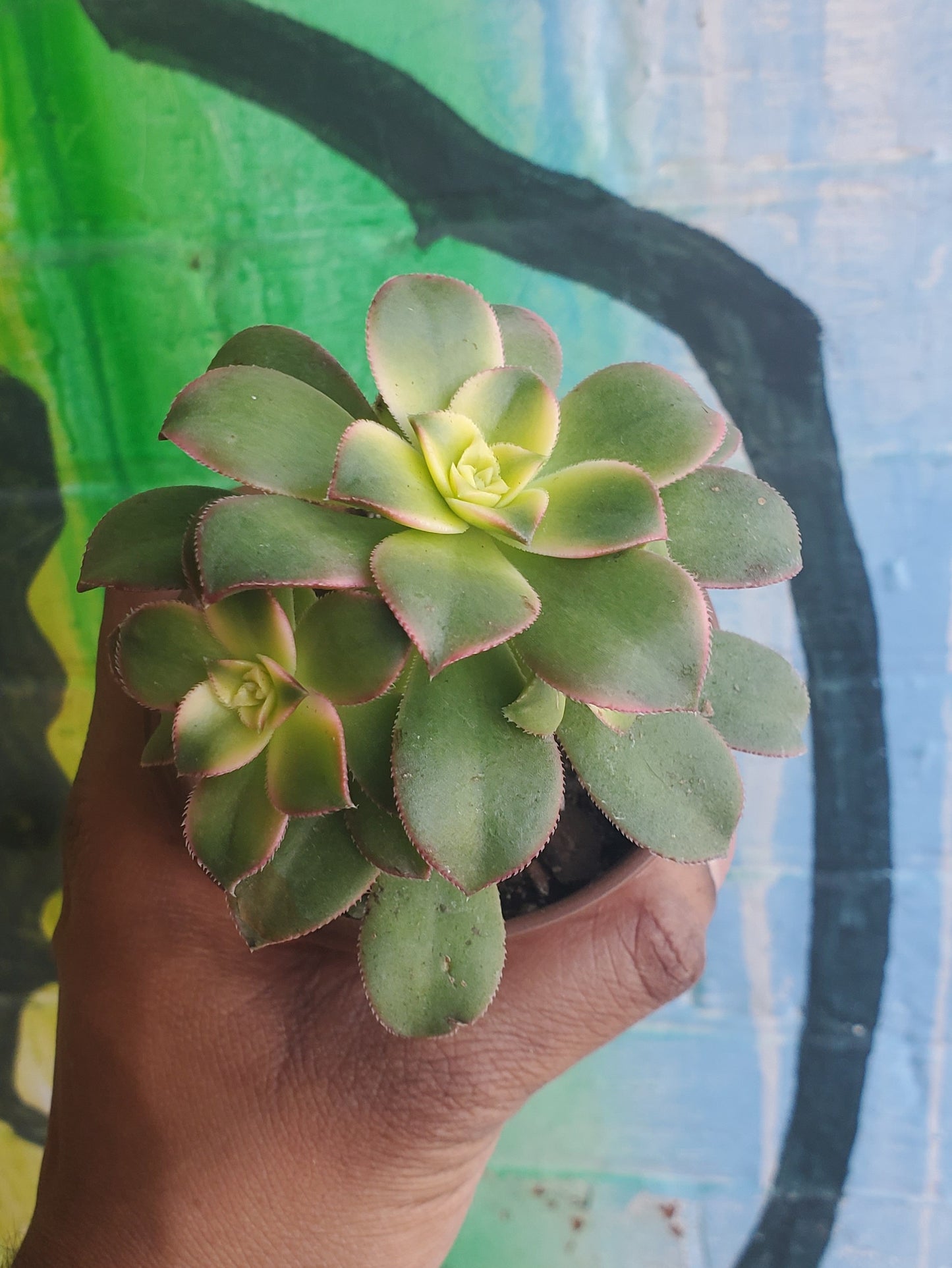 3.5" Aeonium Haworthii Kiwi