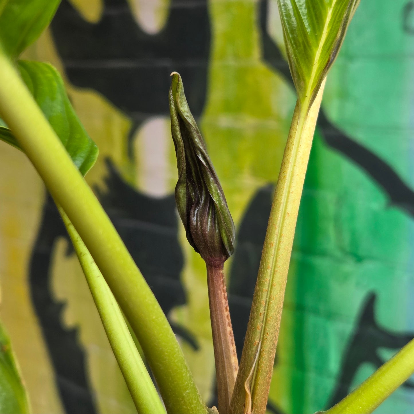6” Tacca Integrefolia White Bat Flower