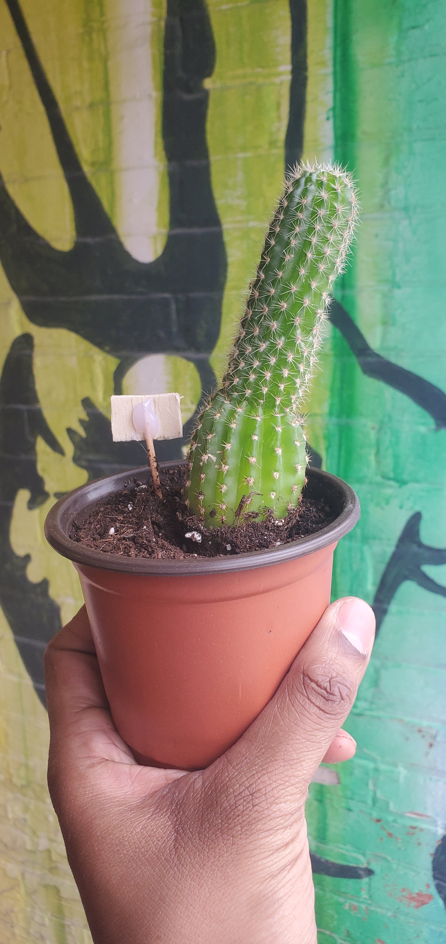 4" Echinopsis spachiana