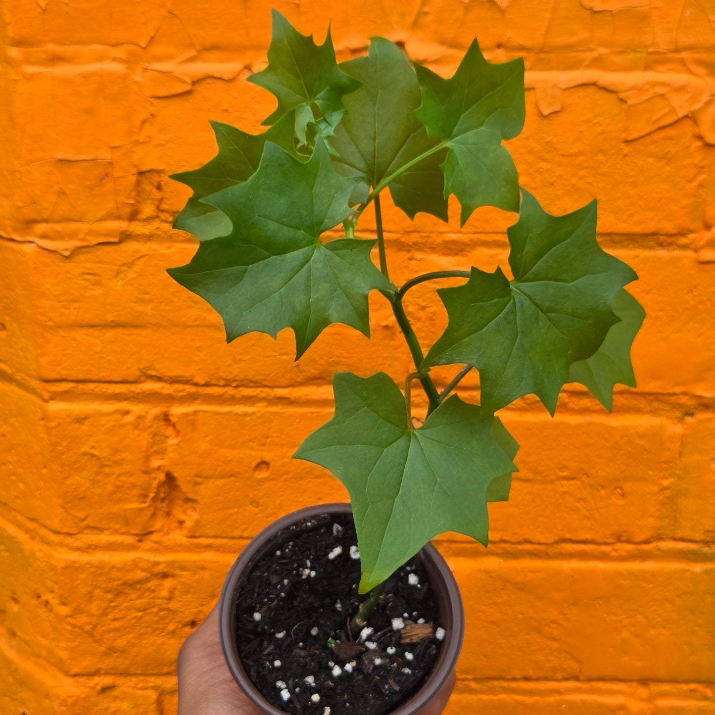4.5” German Ivy